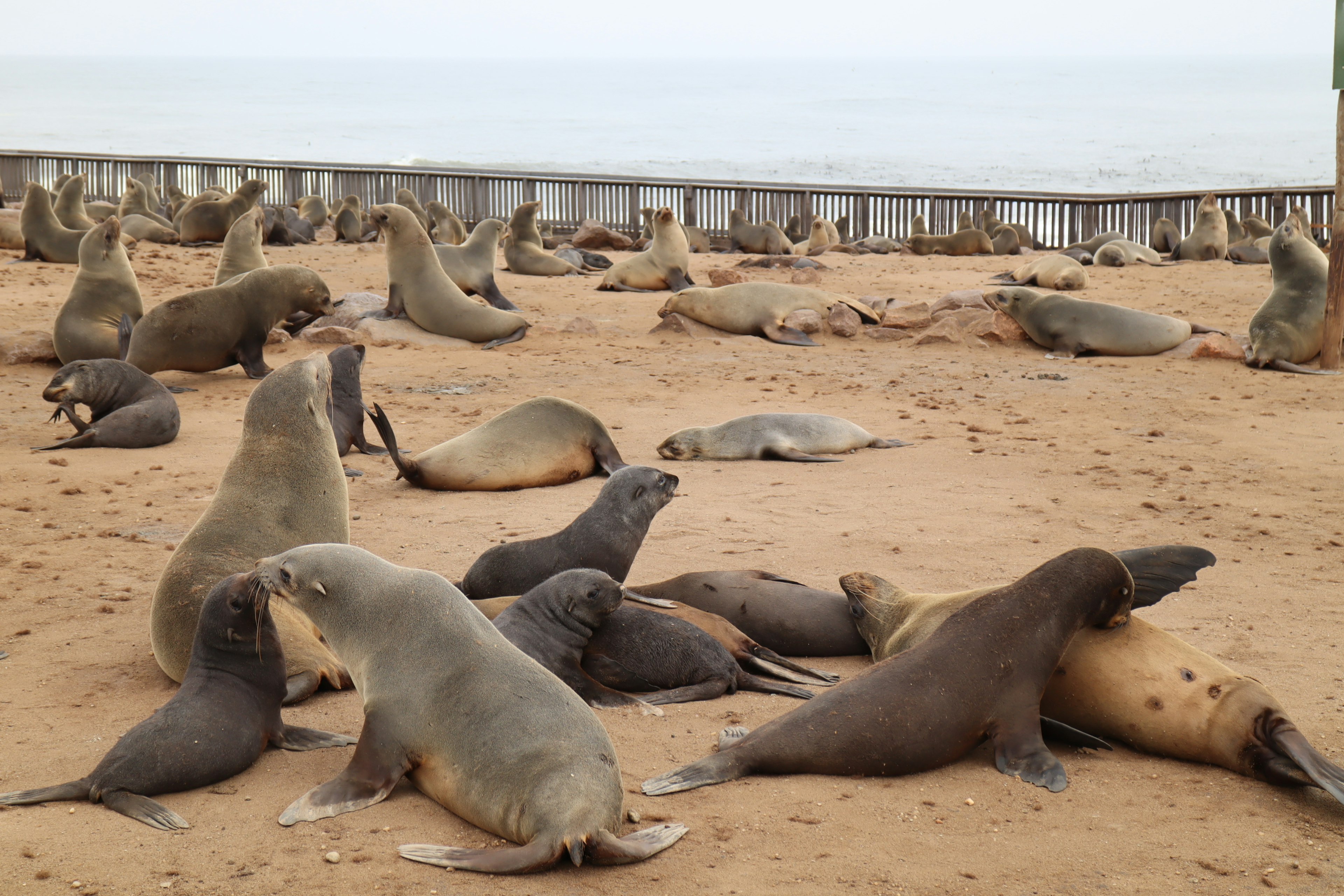 Un gruppo di leoni marini sdraiati sulla spiaggia di sabbia con l'oceano sullo sfondo