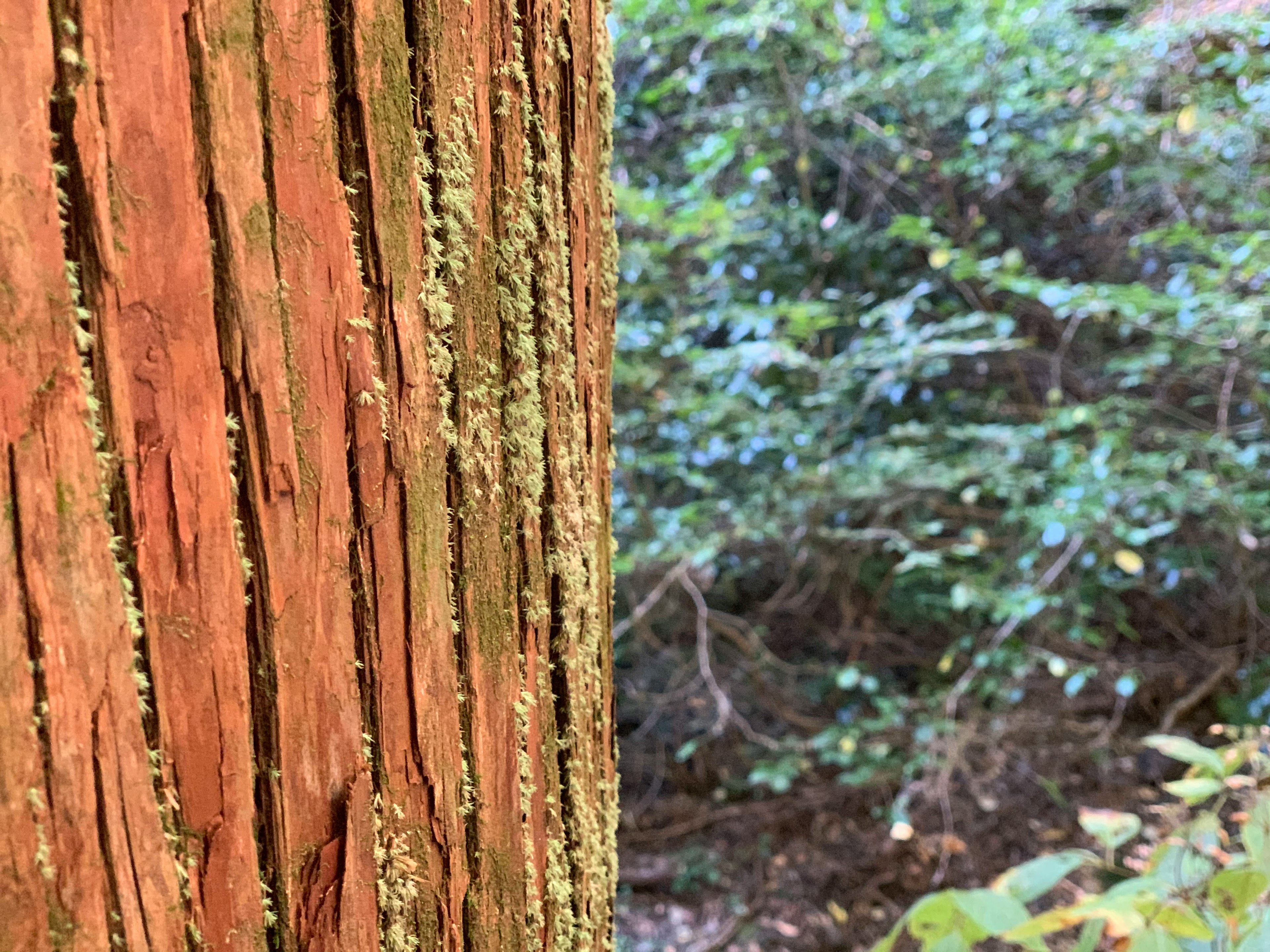 木の幹の近接写真 緑の苔が見える