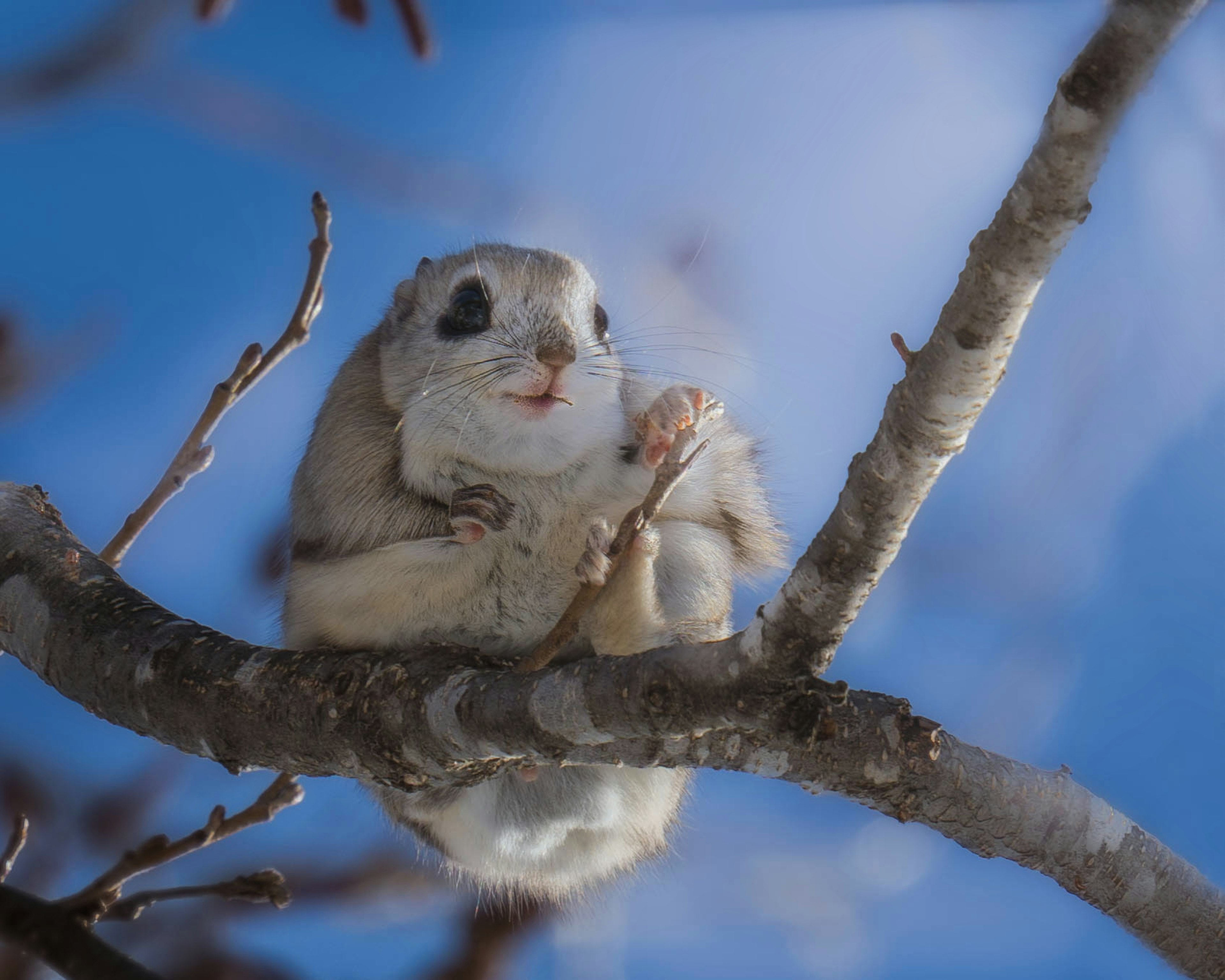 Un piccolo animale simile a uno scoiattolo appollaiato su un ramo di albero contro un cielo blu