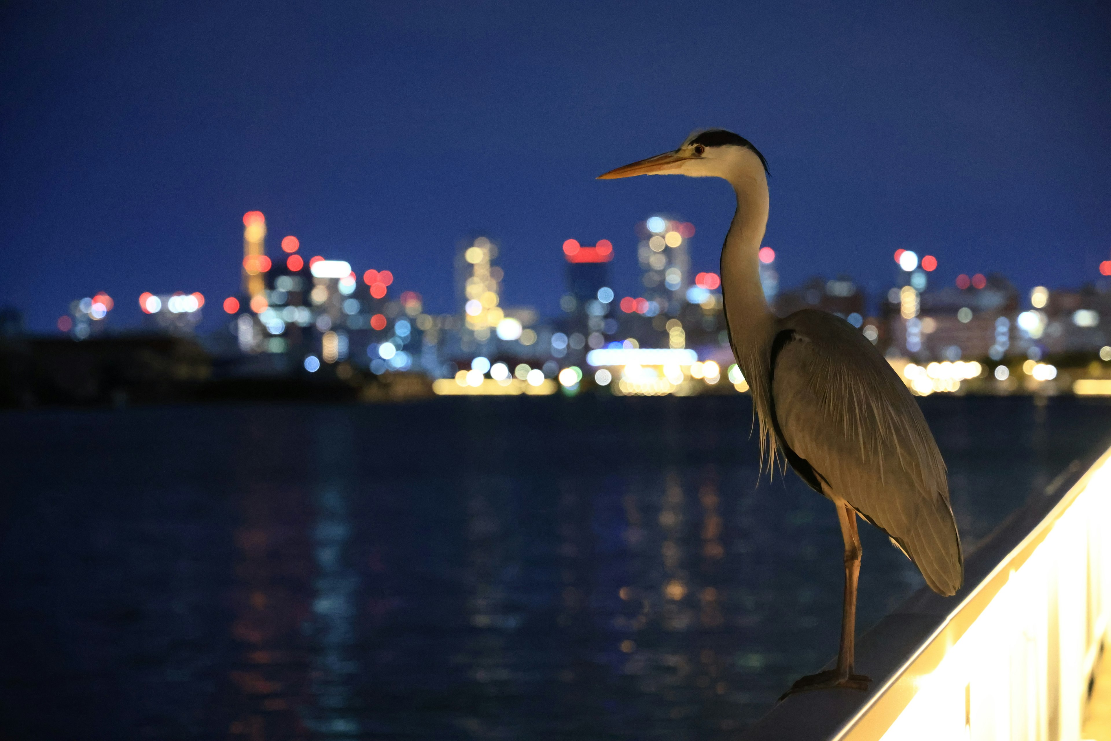 Airone in piedi vicino all'acqua con luci cittadine di notte