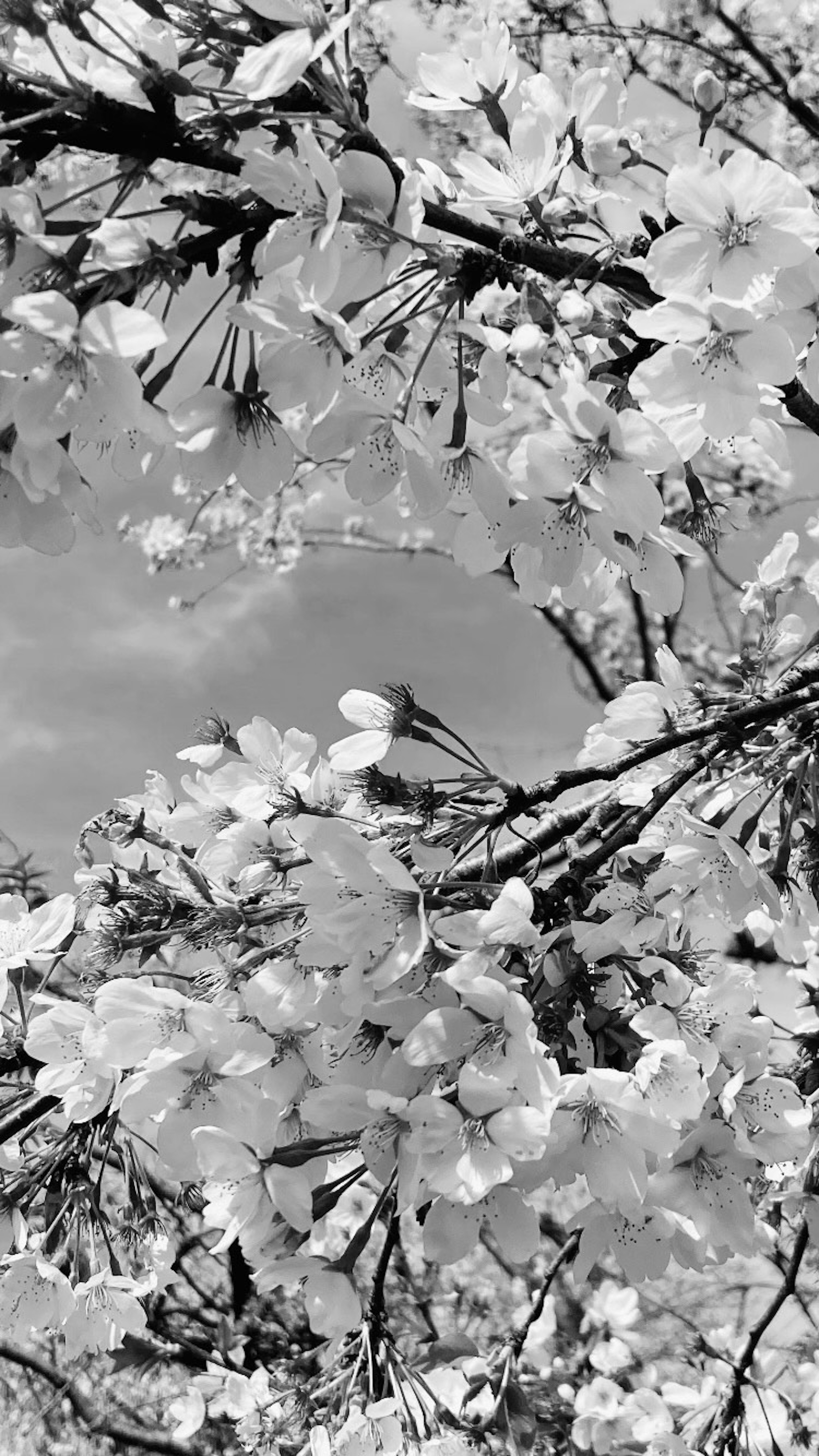 Image en noir et blanc de cerisiers en fleurs avec un ciel bleu en arrière-plan