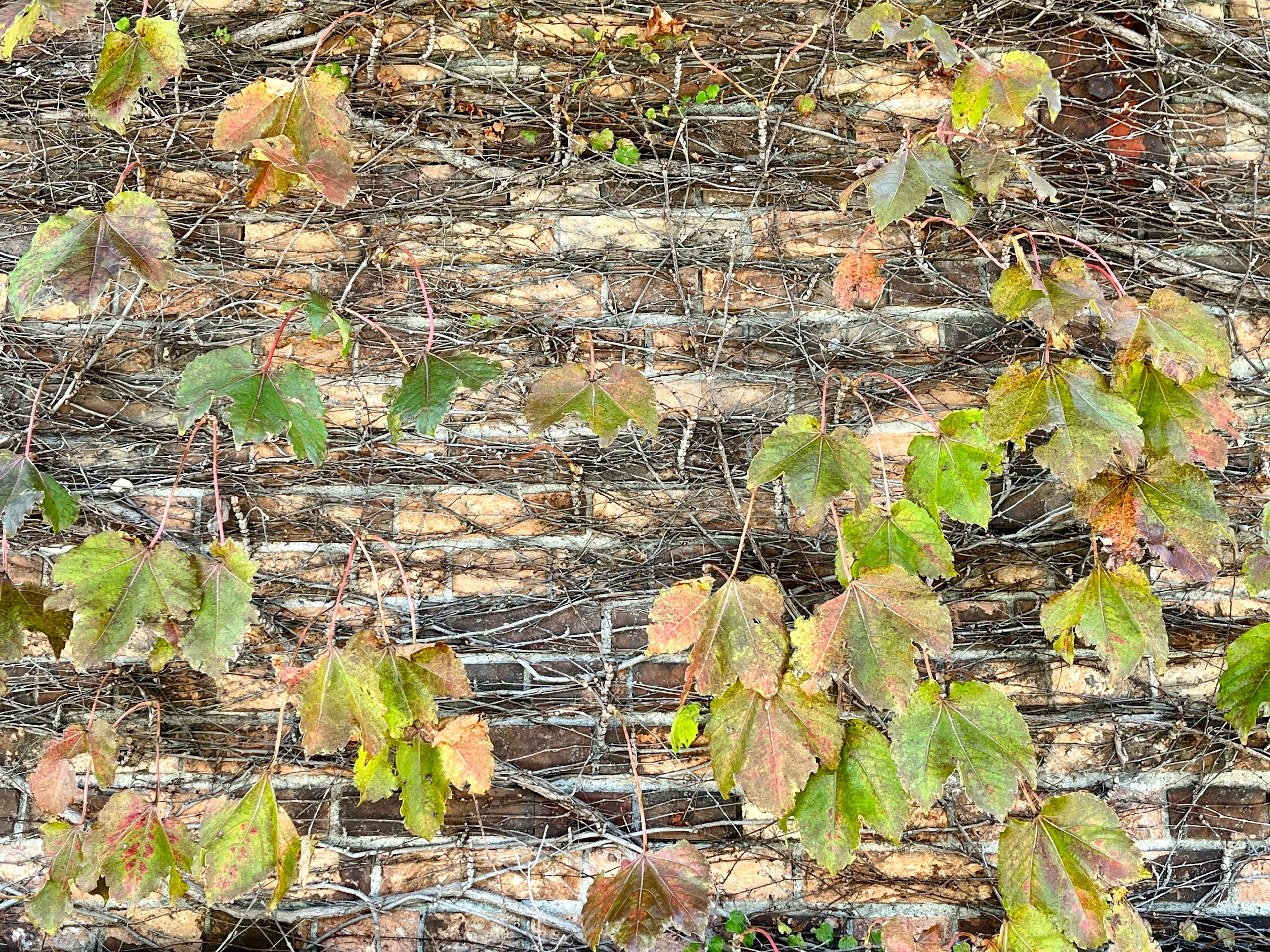 Tekstur dinding batu tua yang ditutupi dengan daun ivy