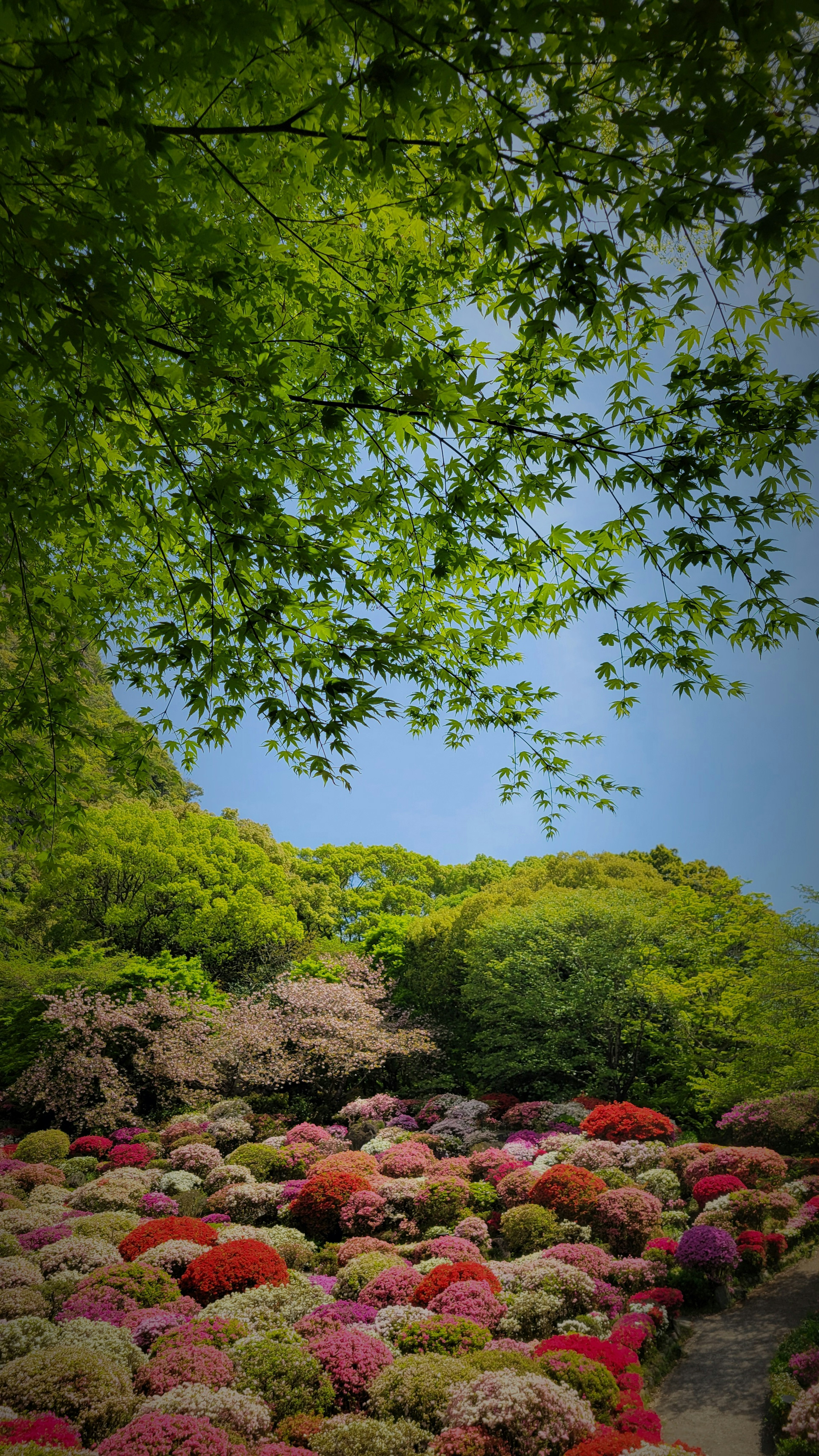 Lush green trees with vibrant flowers blooming in the foreground