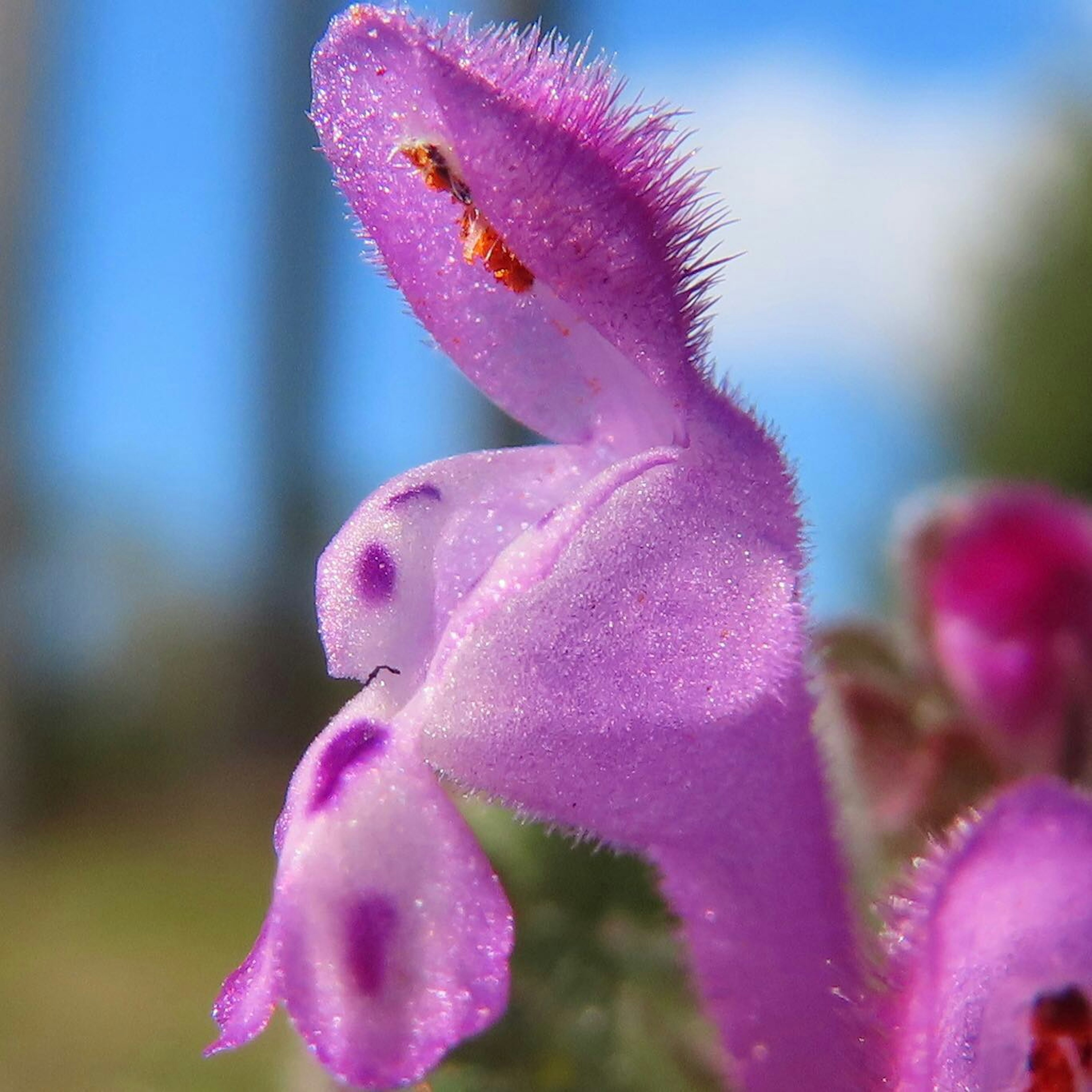 Primo piano di un vibrante fiore viola con peli fini e un piccolo insetto visibile