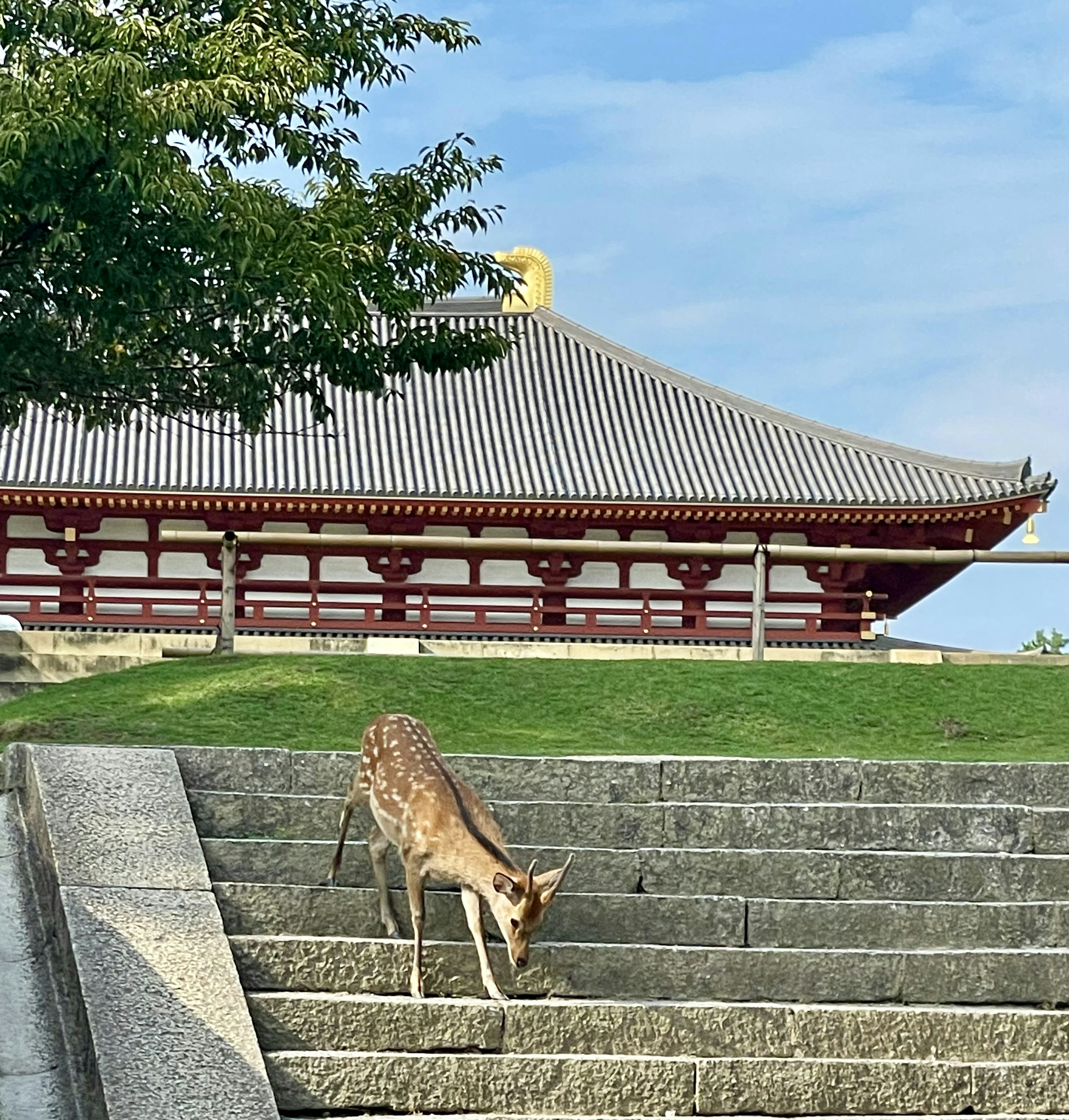 Ein Reh, das Treppen hinuntergeht, mit einem alten Tempel im Hintergrund