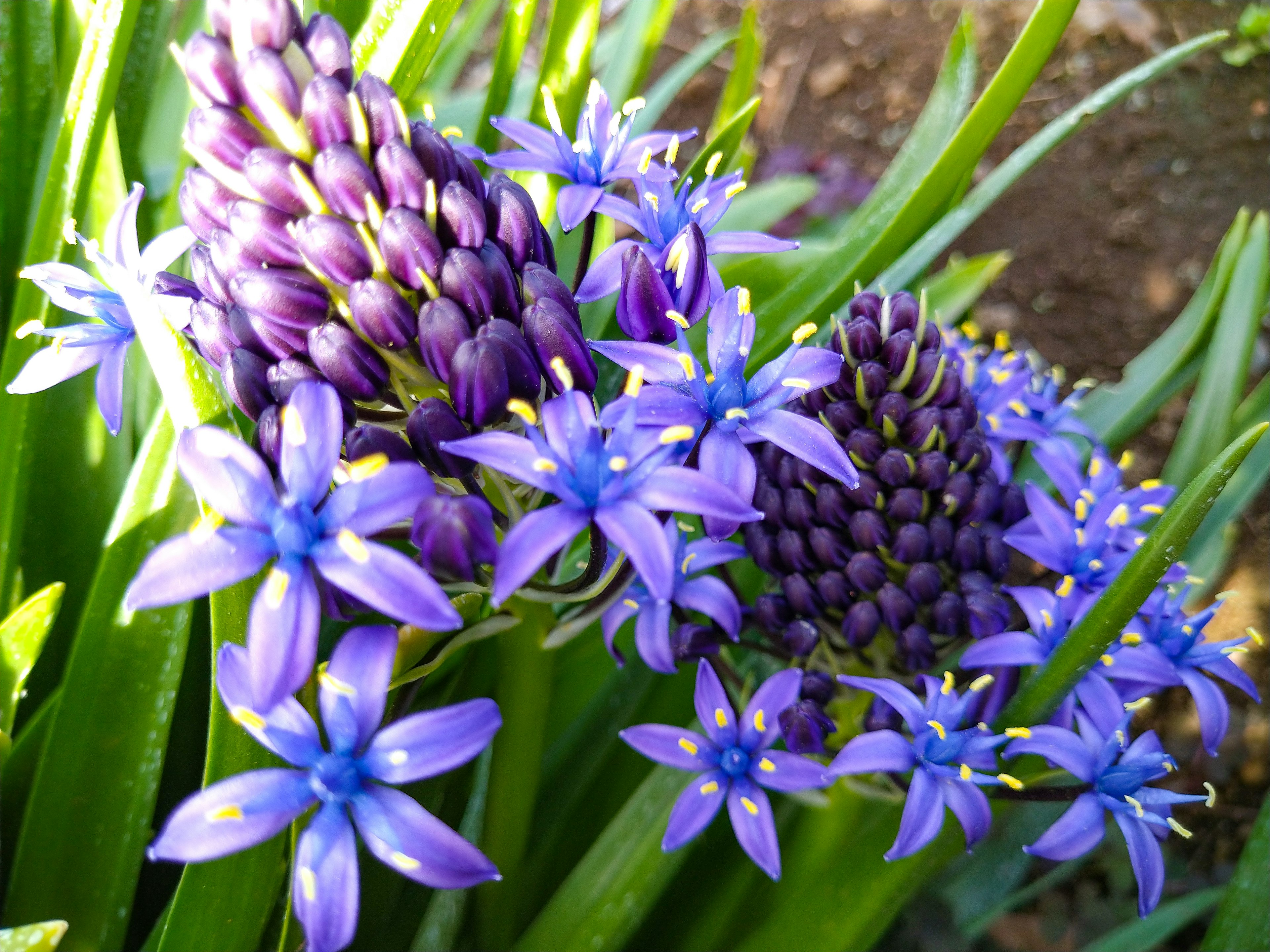 Close-up of purple flowers with green leaves