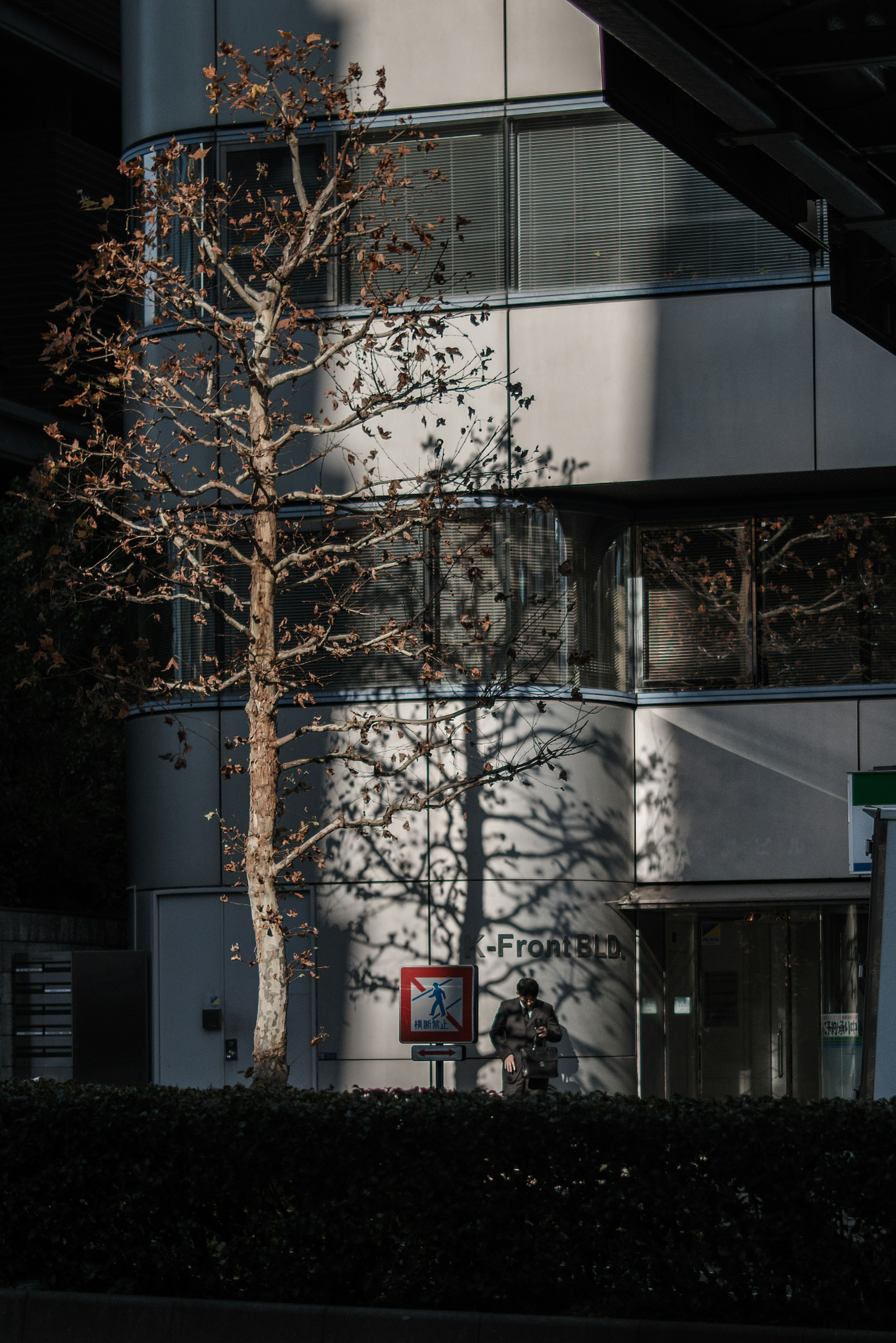 Albero che proietta un'ombra davanti a un edificio moderno