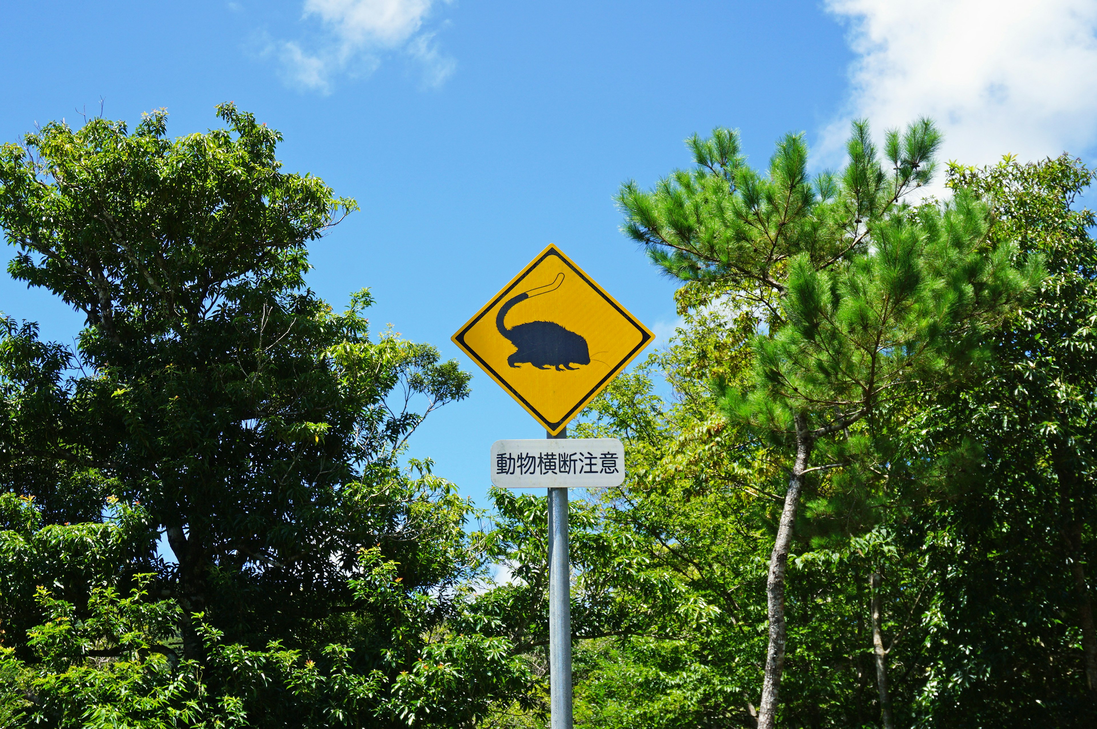 Panneau d'avertissement jaune avec silhouette d'animal sur fond de ciel bleu