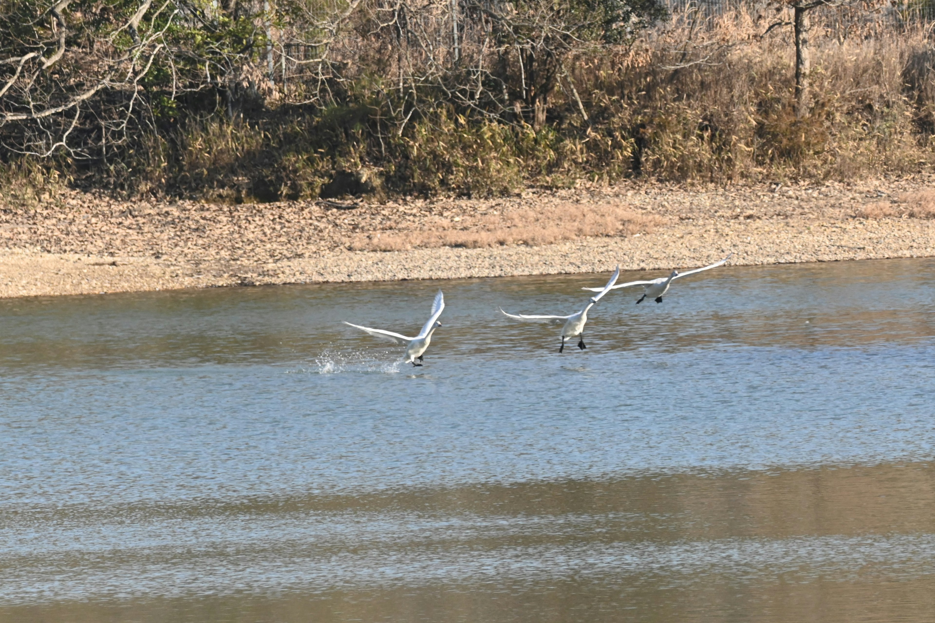 湖の上を飛ぶ二羽の白鳥と自然の風景