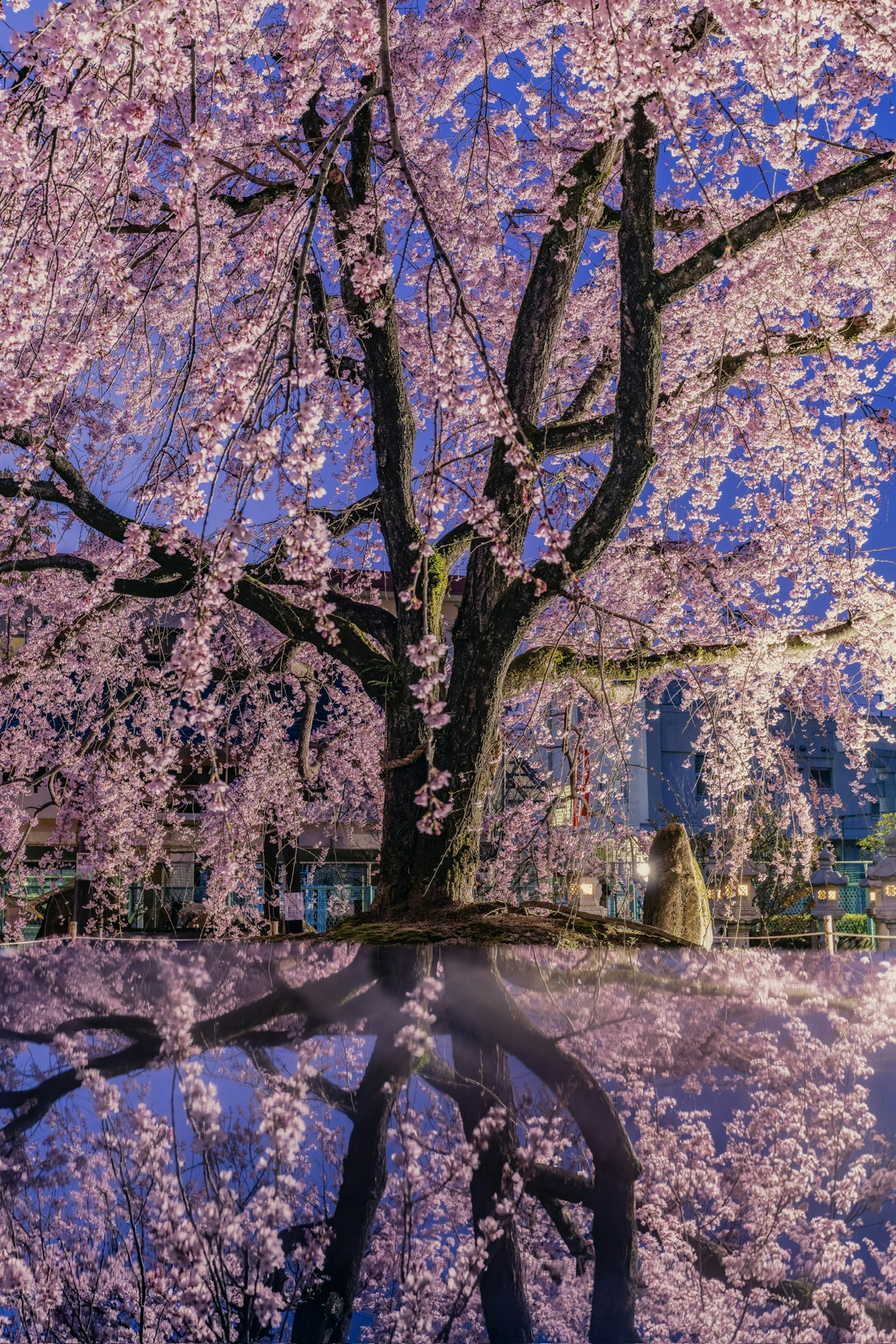 Bellissimo albero di ciliegio in fiore che si riflette nell'acqua