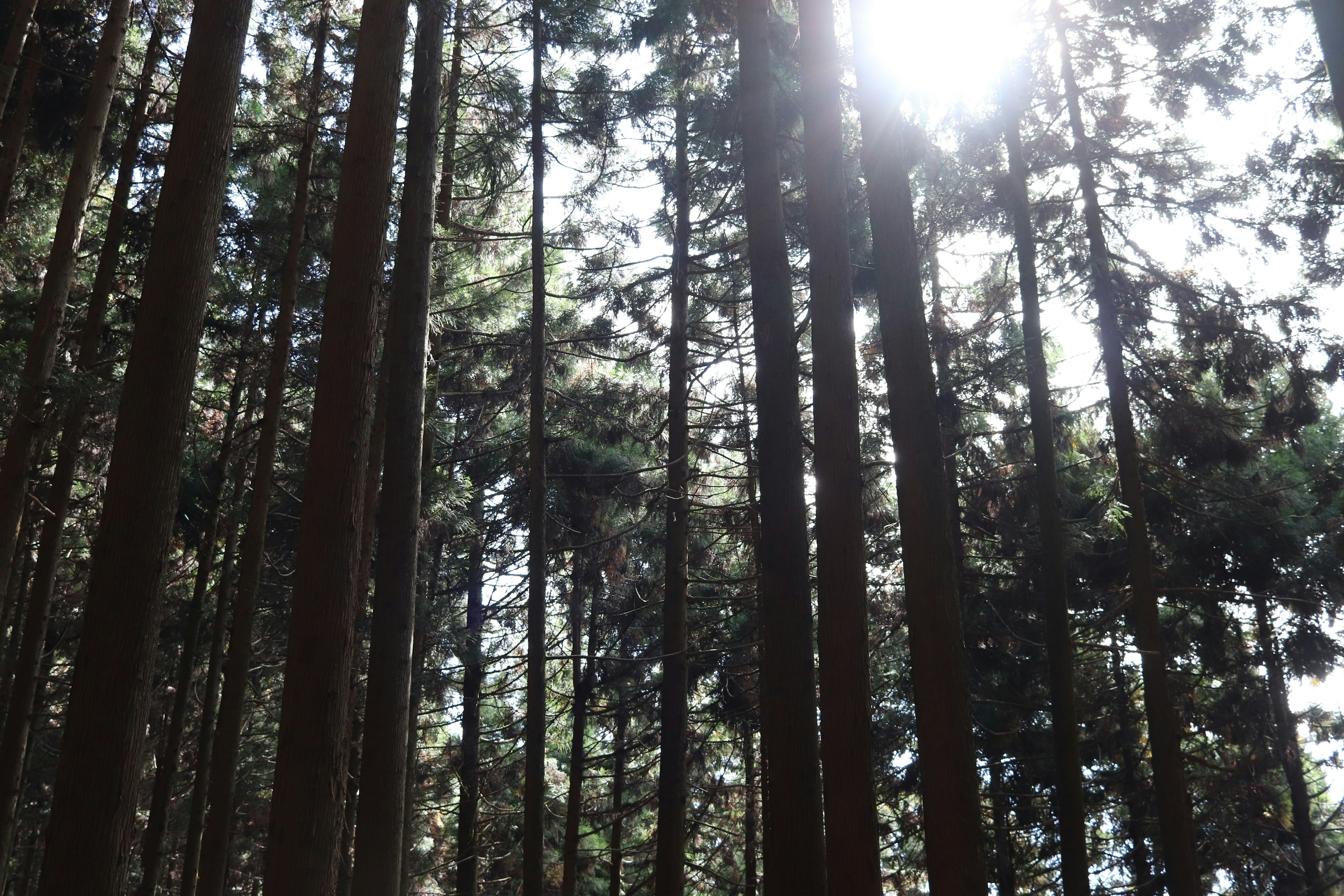 Tall trees standing in sunlight filtering through the foliage