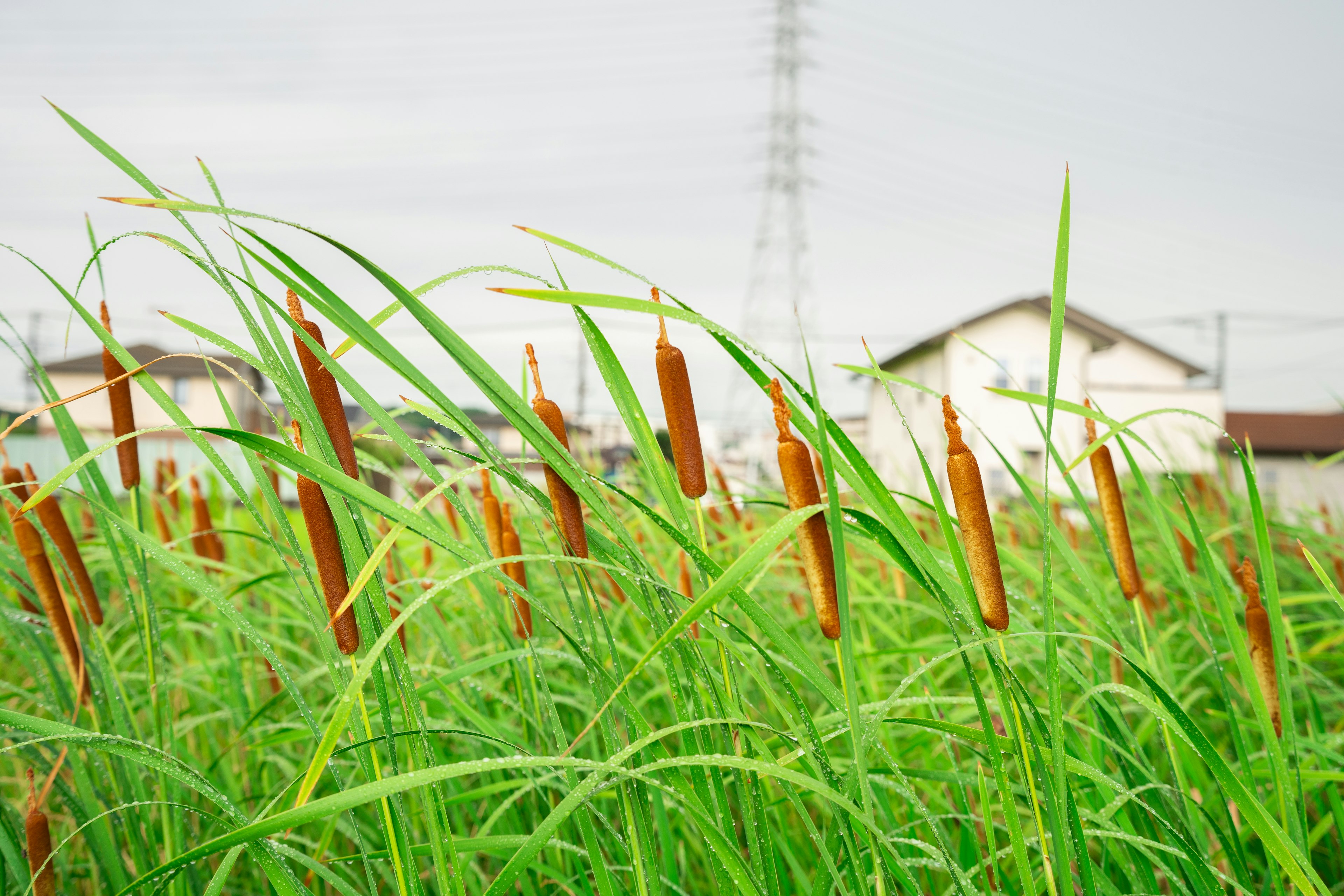 Landschaft mit grünem Gras und braunen Schilfpflanzen