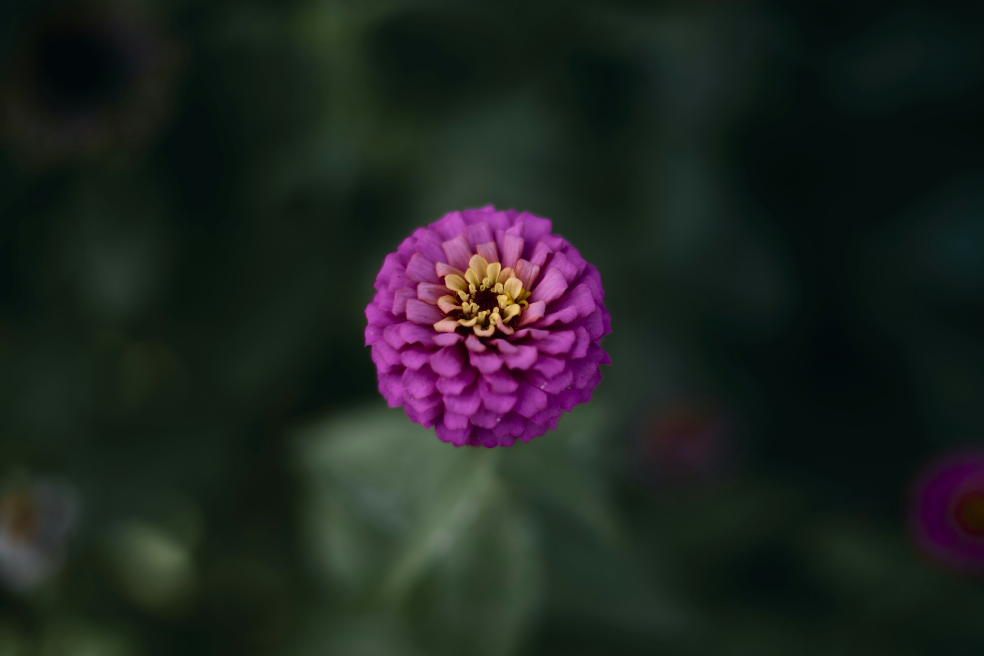 Close-up of a purple flower with a yellow center