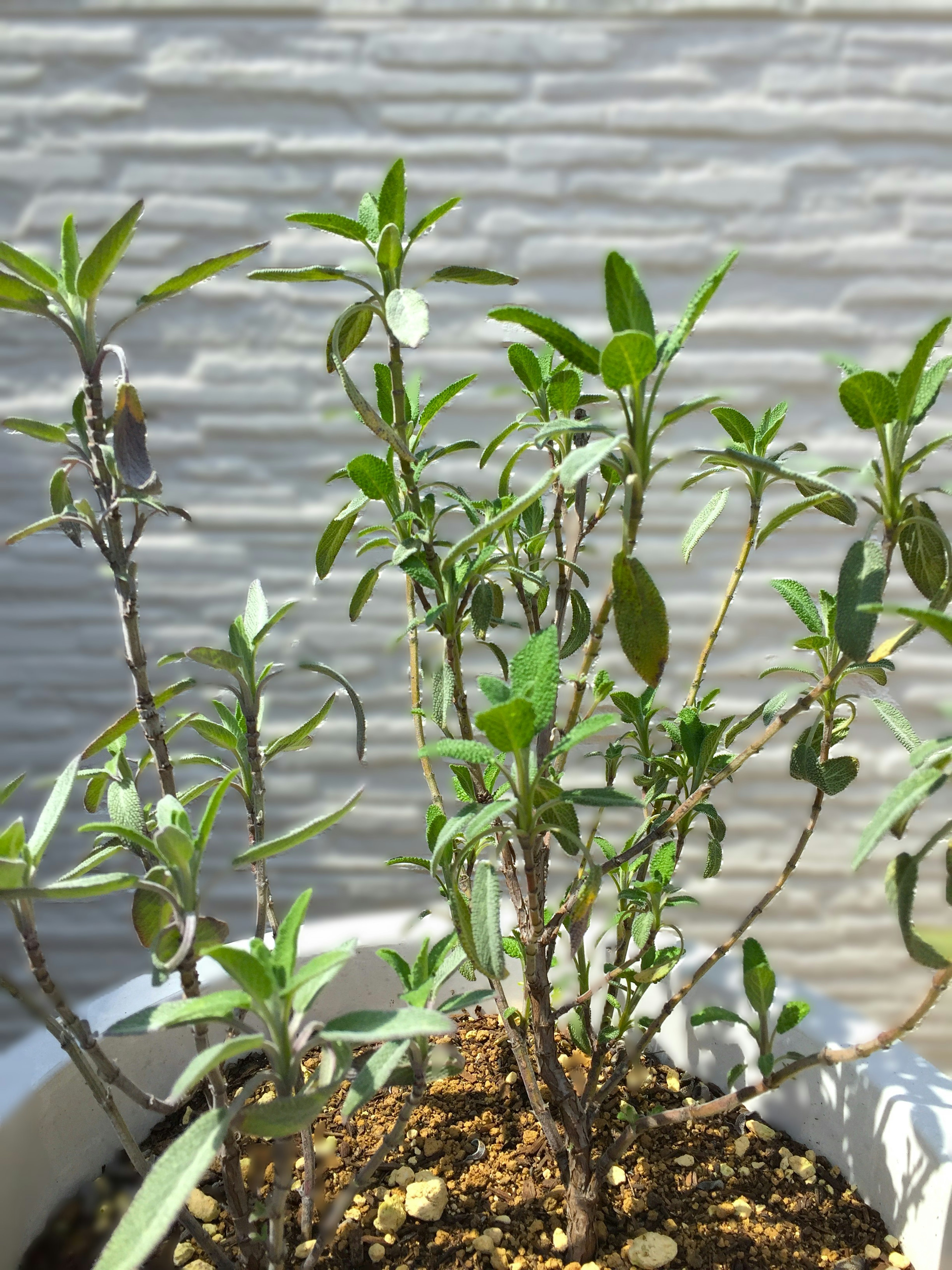 白色花盆中的小绿植，叶子茂盛