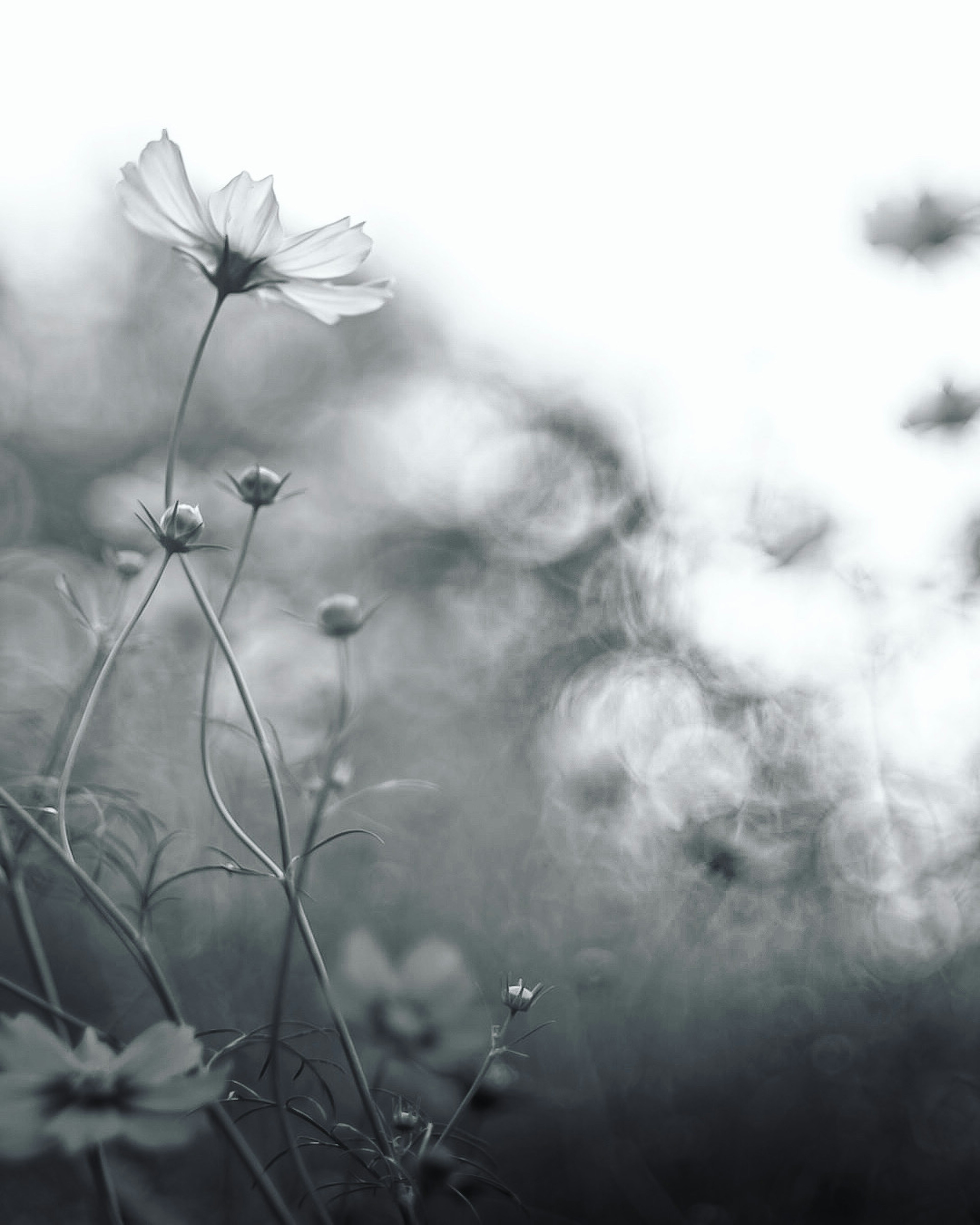 Silhouette di fiori su uno sfondo morbido in bianco e nero