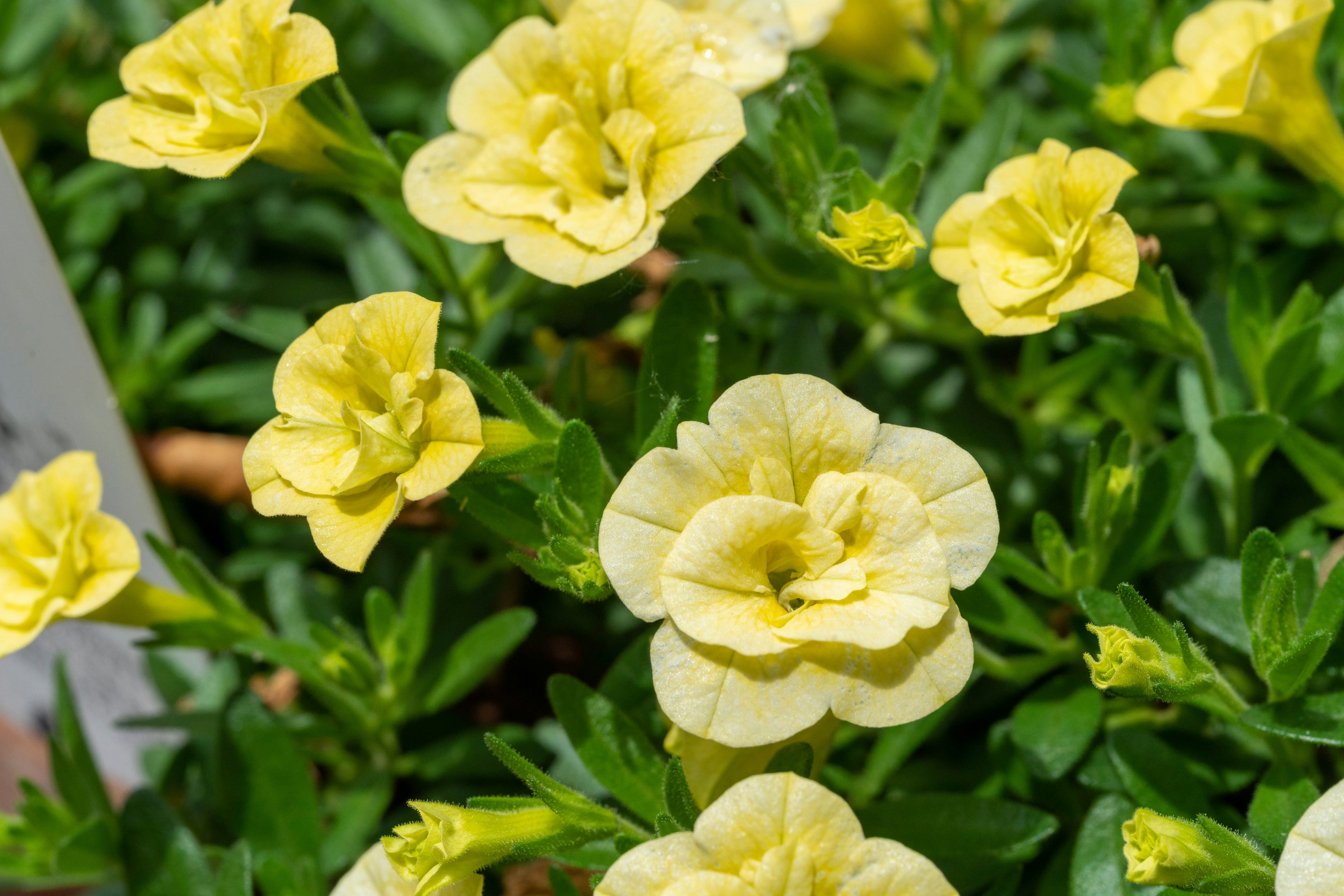 Close-up of yellow flowers blooming on a green plant