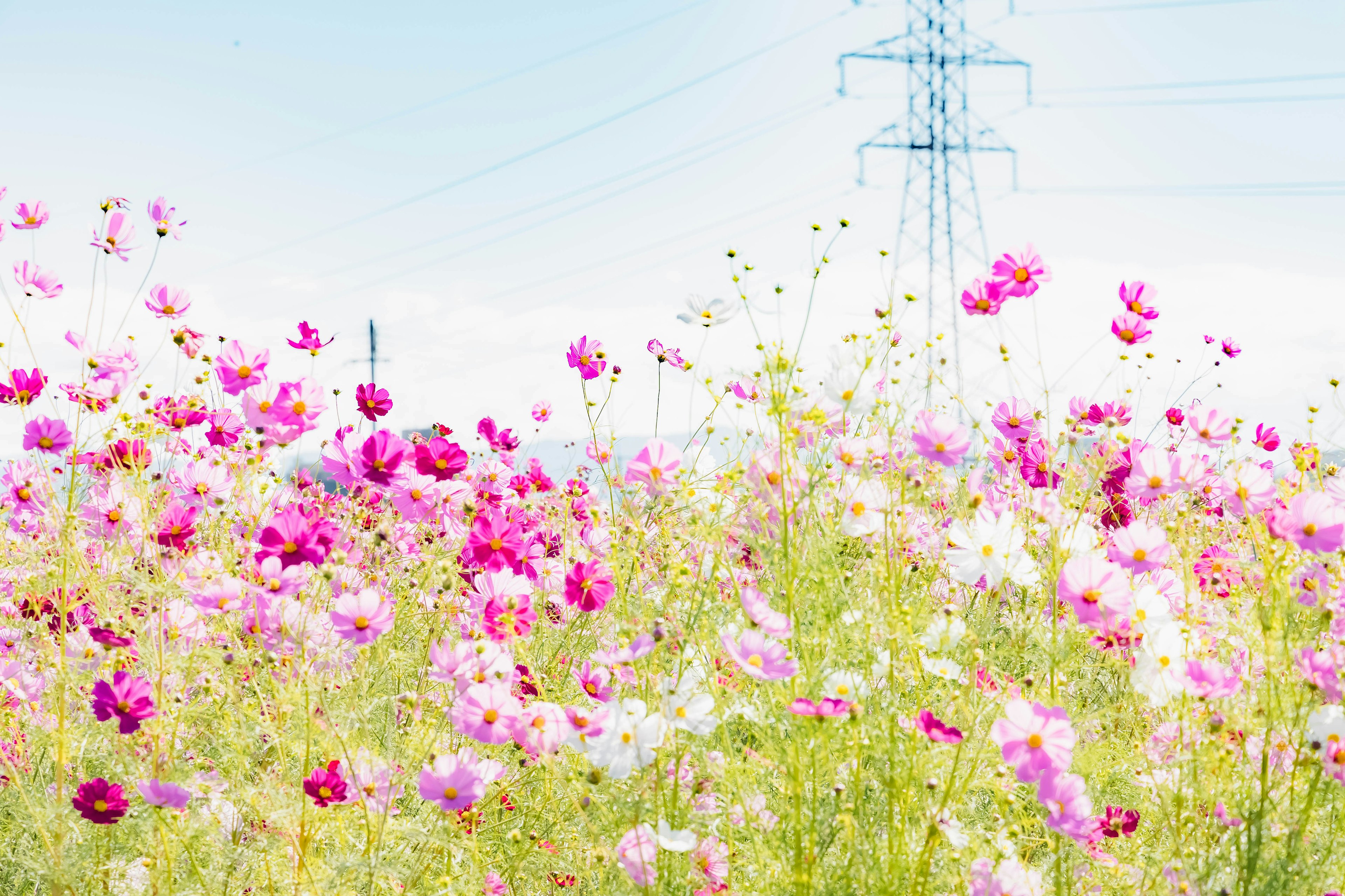 Campo vibrante de flores en plena floración con una línea eléctrica al fondo