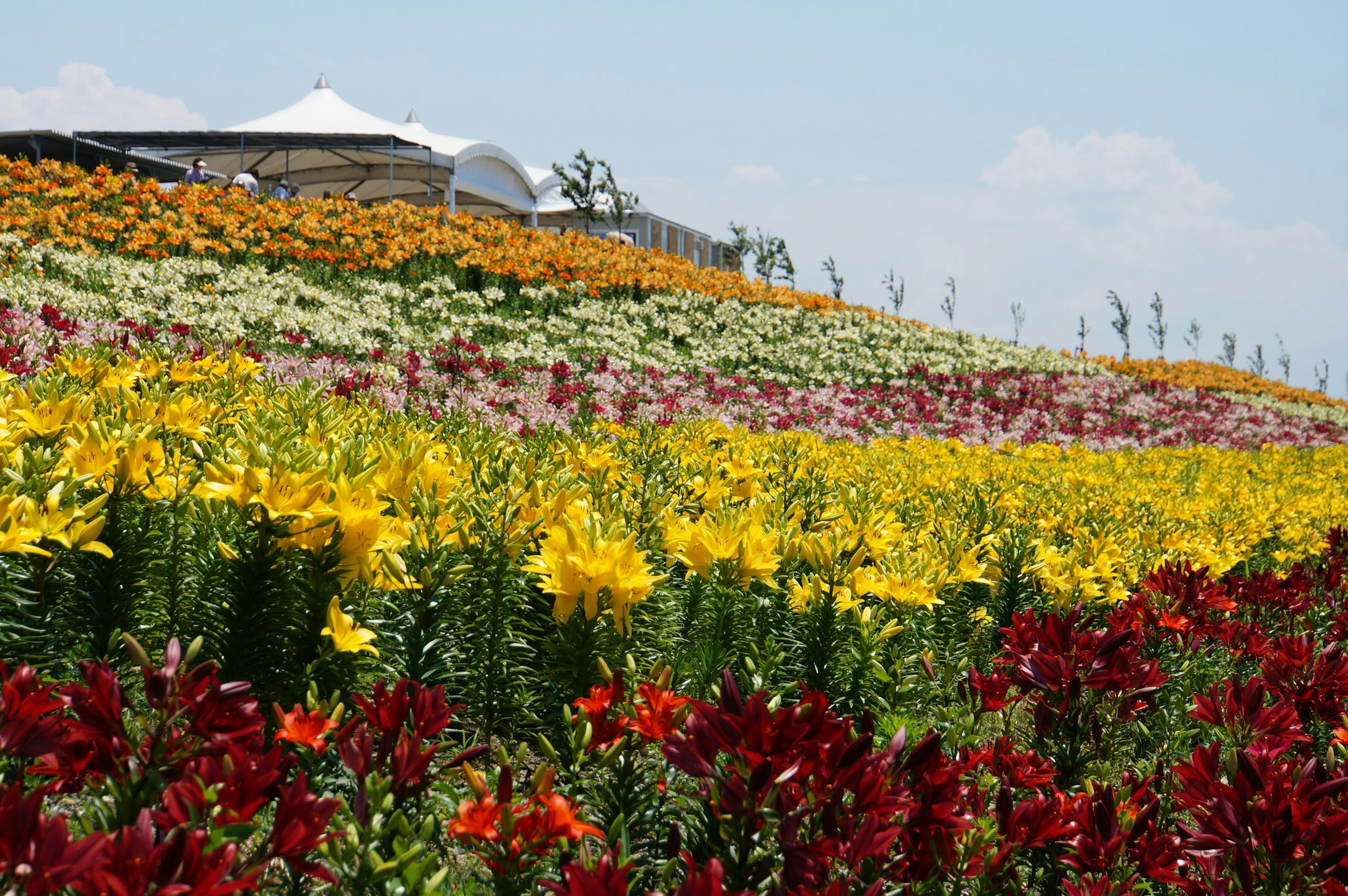 Paesaggio vibrante con fiori in fiore di vari colori