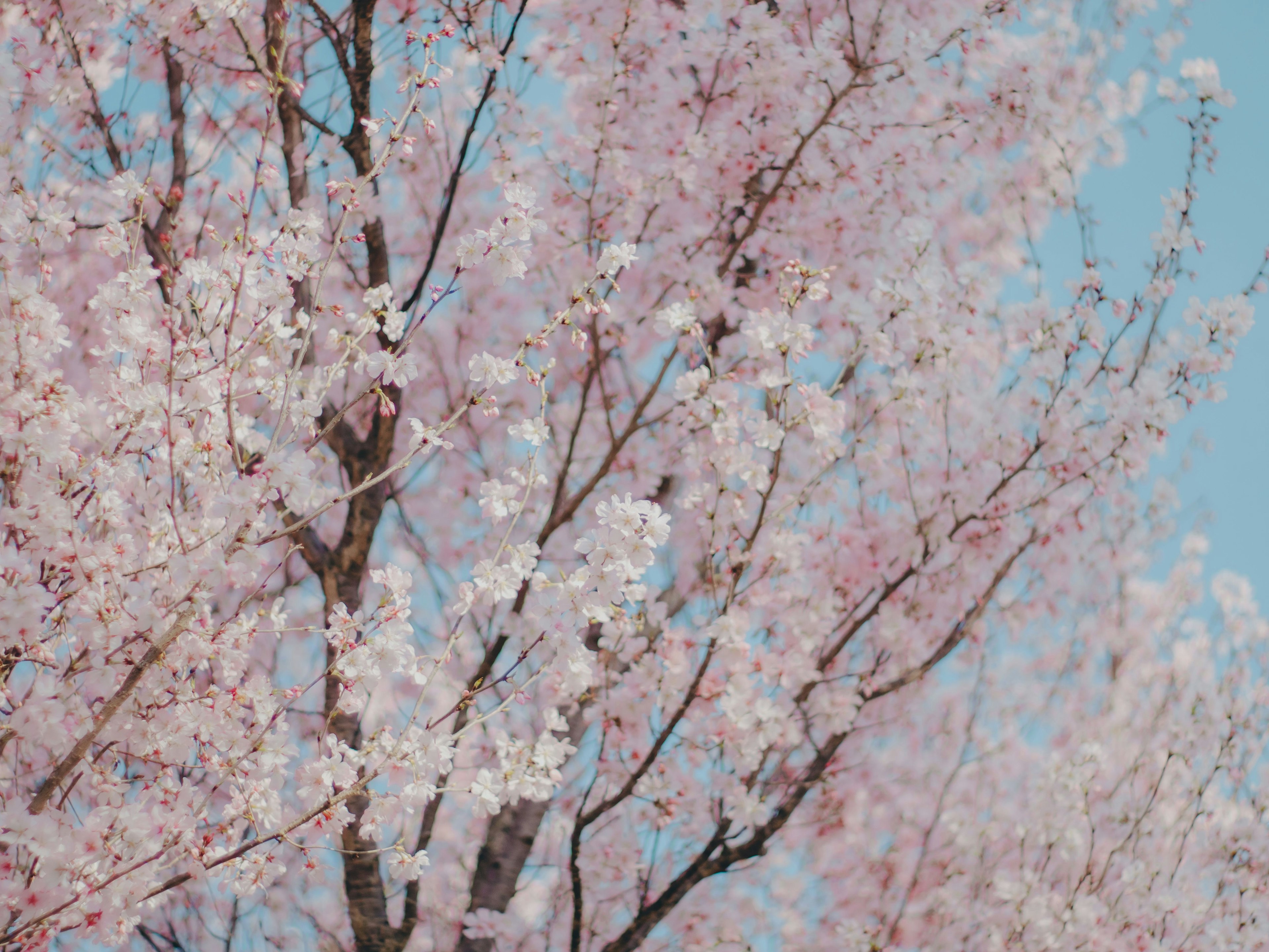Acercamiento de un árbol de cerezo en plena floración bajo un cielo azul
