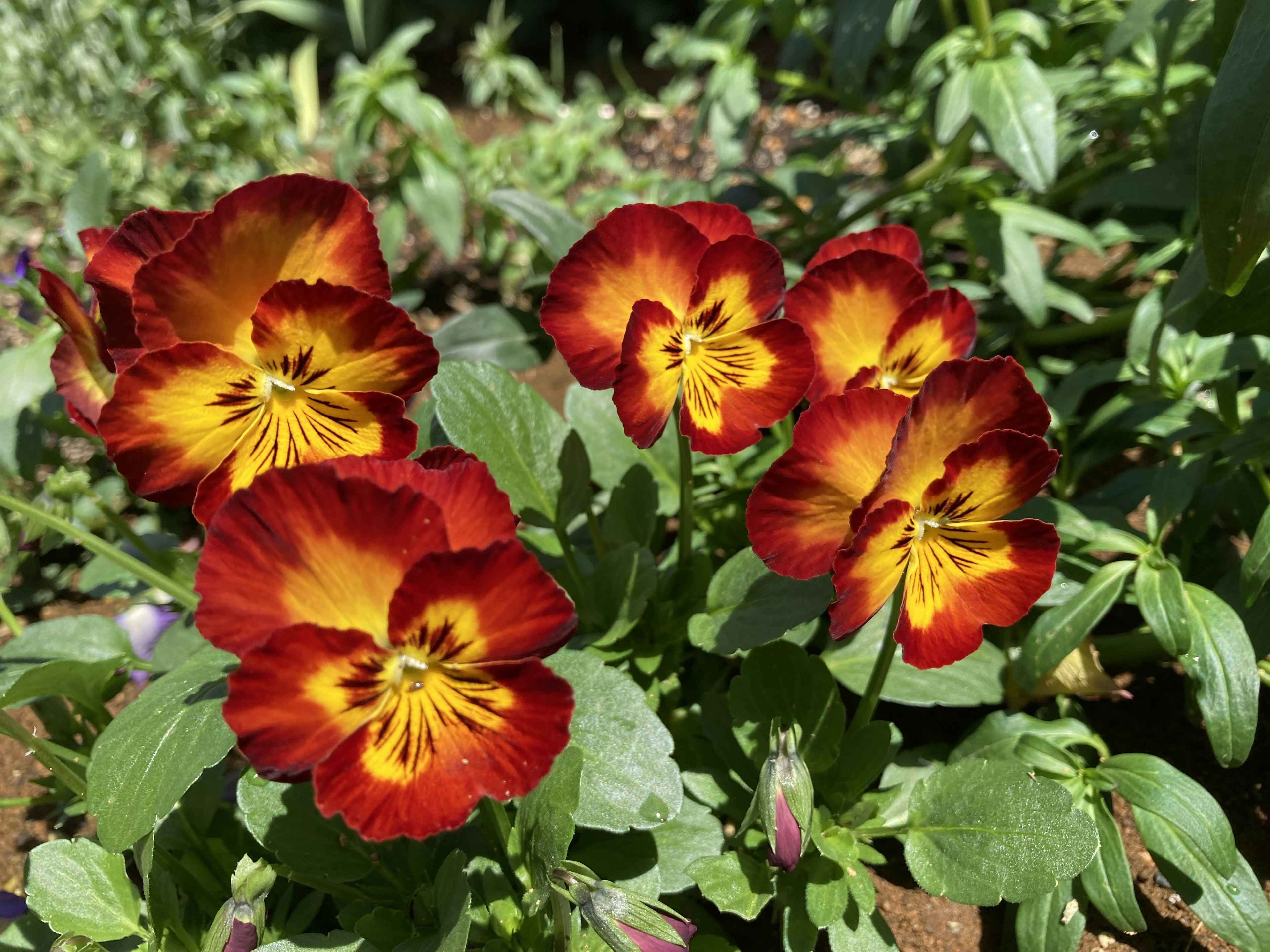 鮮やかな赤とオレンジのパンジーの花が咲いている