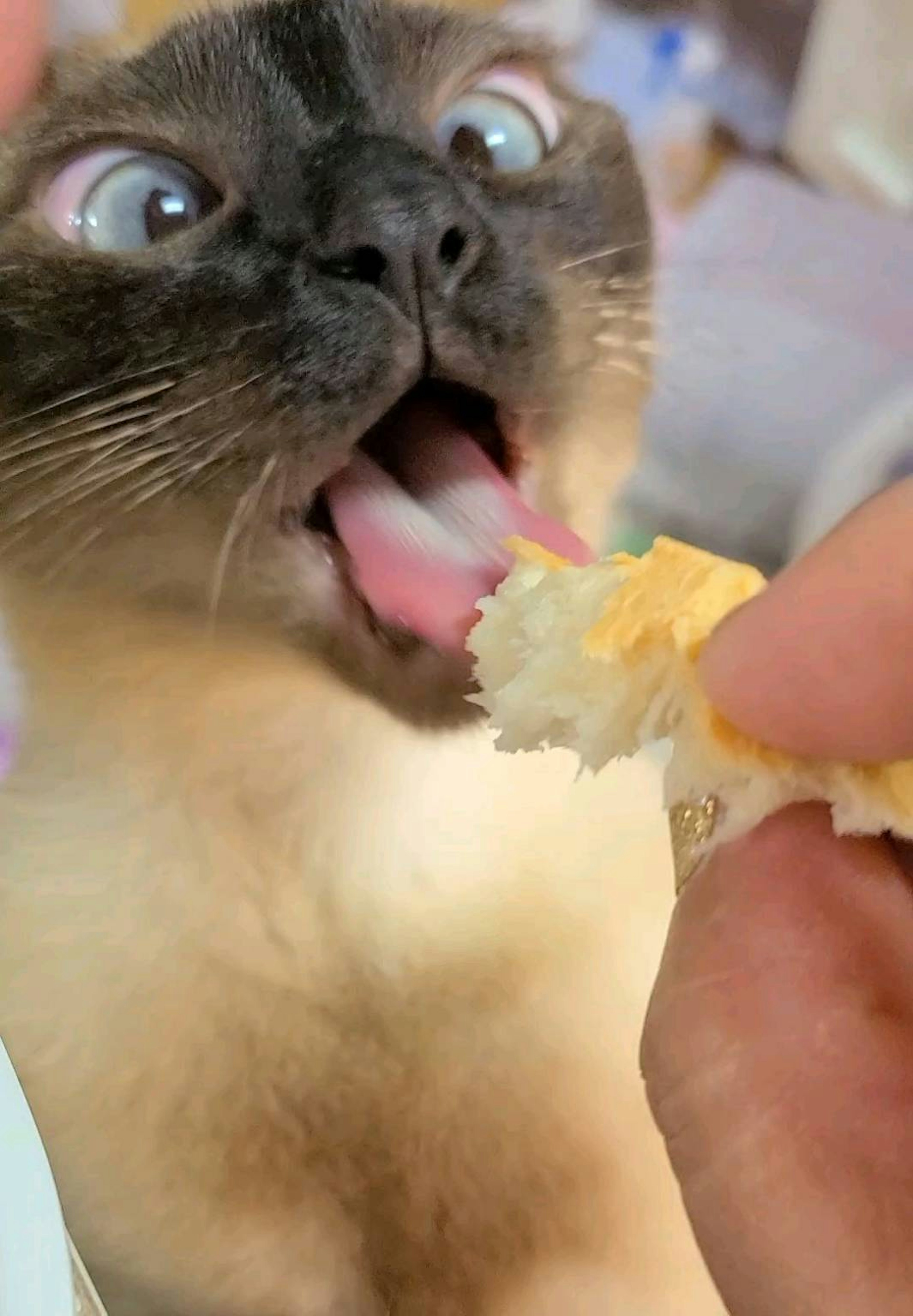 Gato siamés sorprendido esperando comida