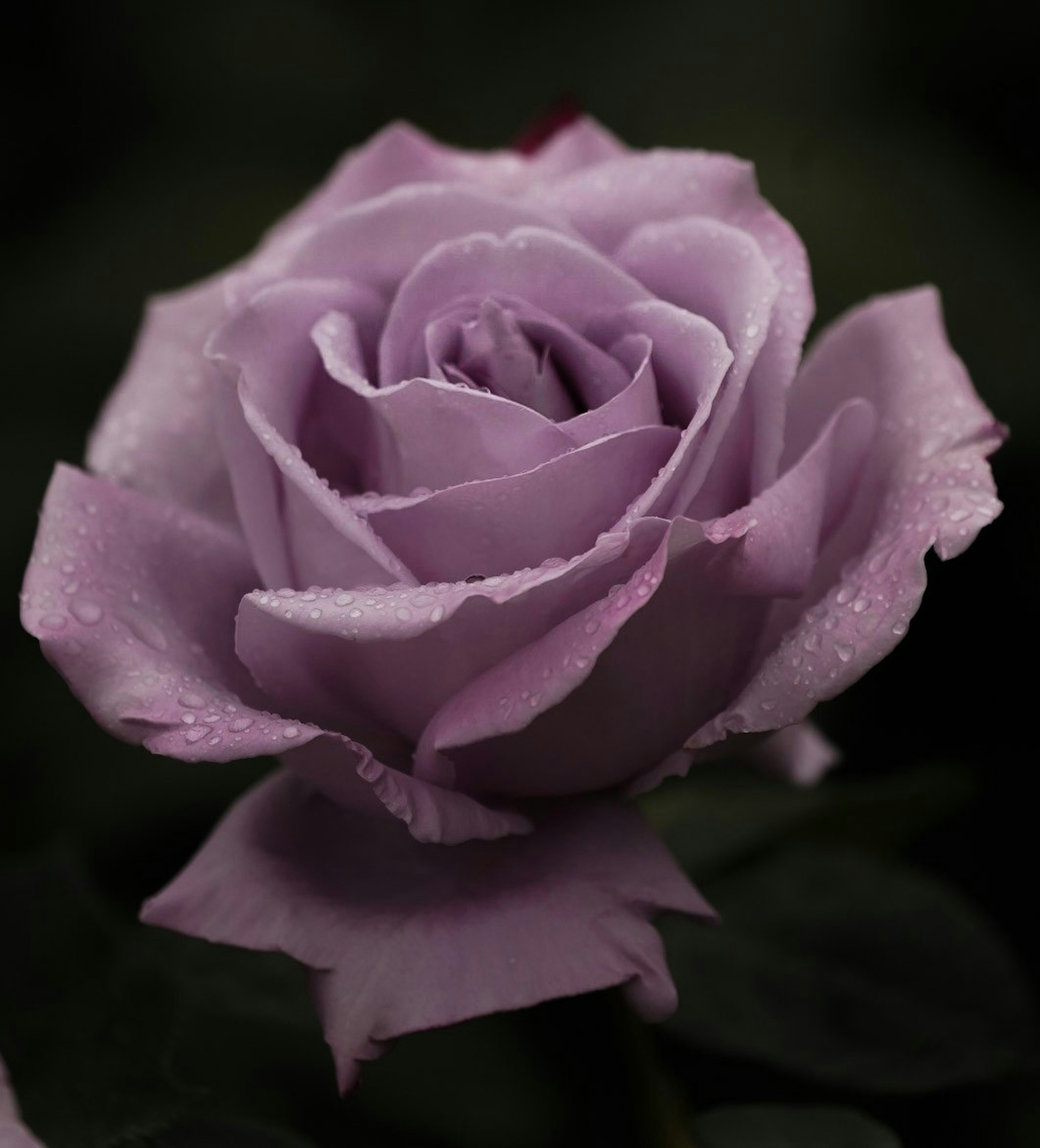 Gros plan d'une rose lavande avec de la rosée sur ses pétales