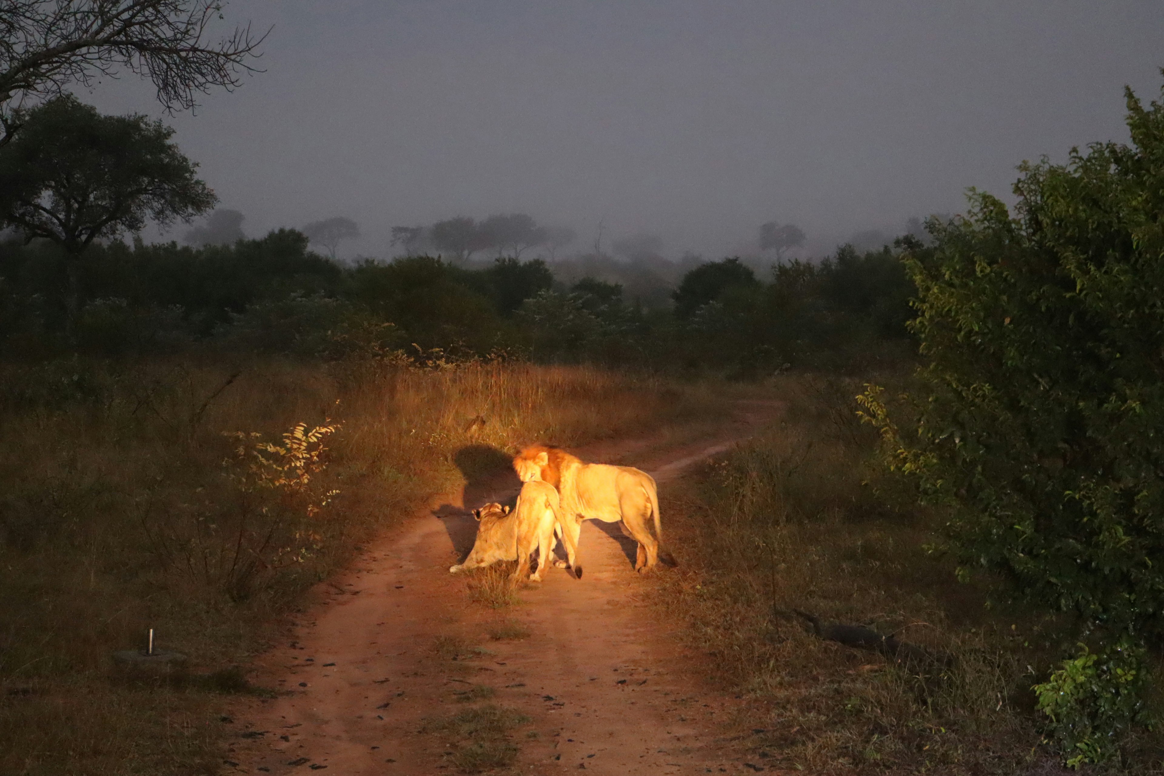 Silhouette de deux lions marchant sur un chemin sombre