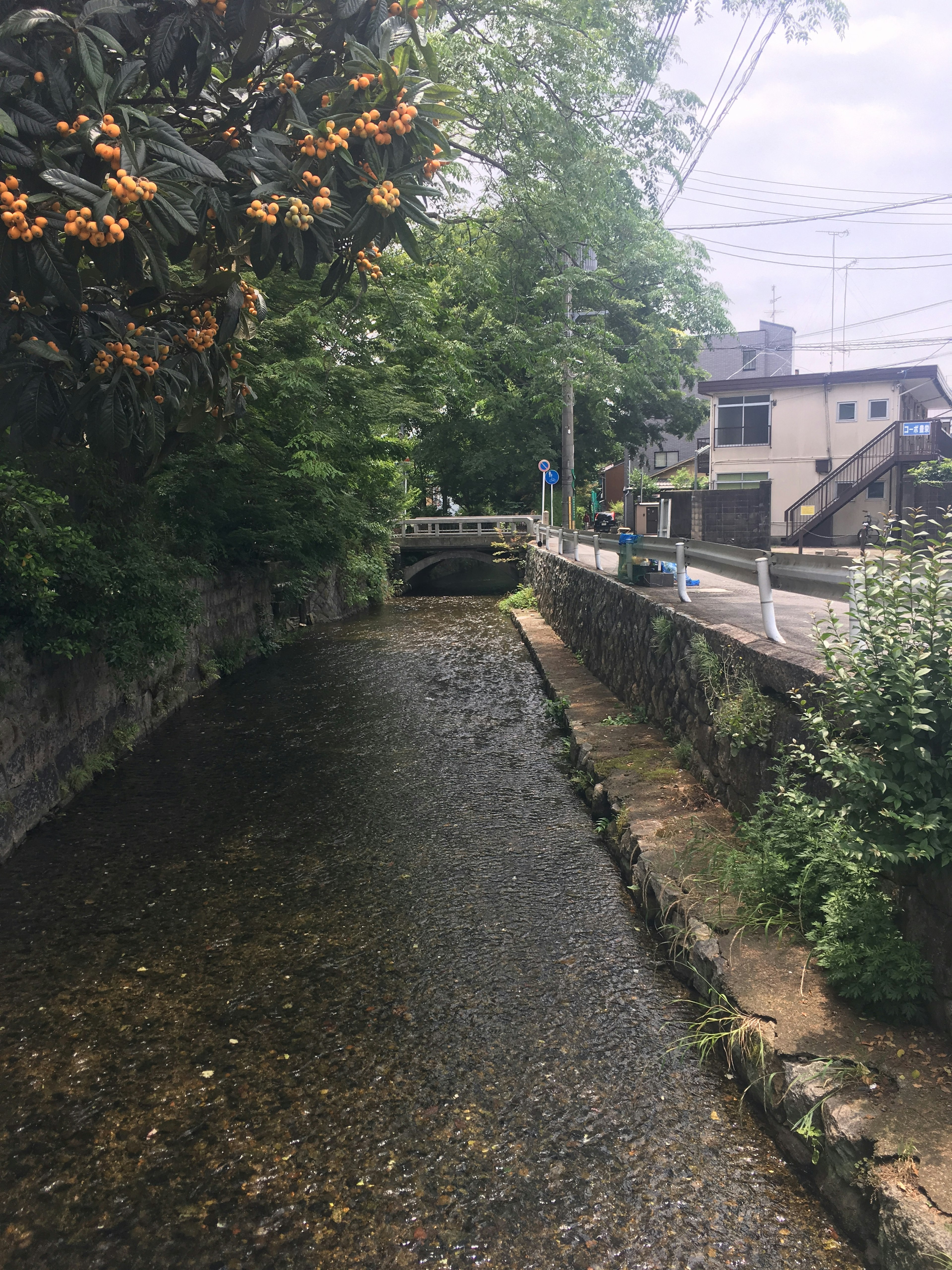 小川と周りの緑の木々の風景　黄色い花が咲く木　静かな住宅街の様子