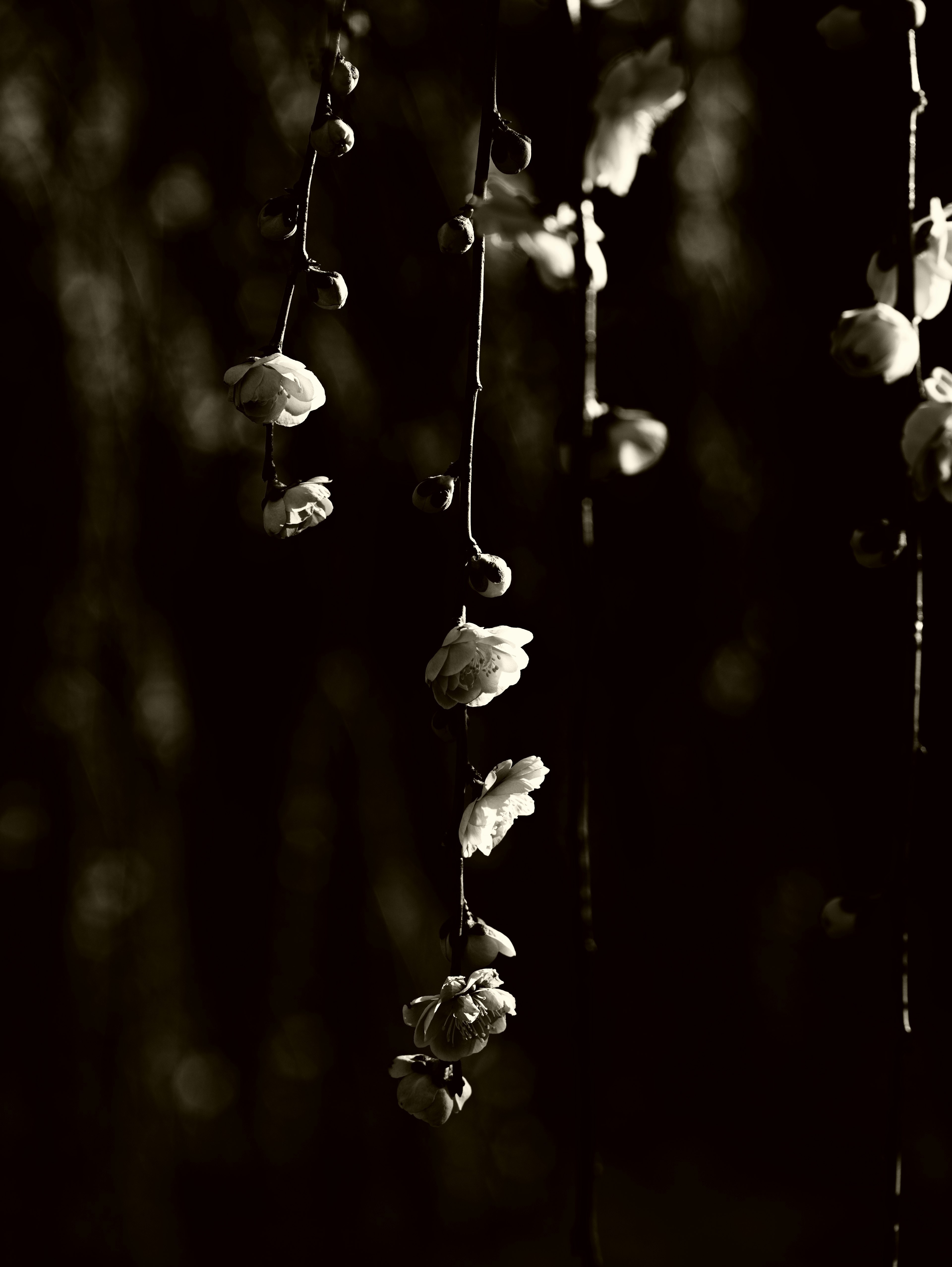 Imagen que presenta botones de flores blancas colgando sobre un fondo oscuro