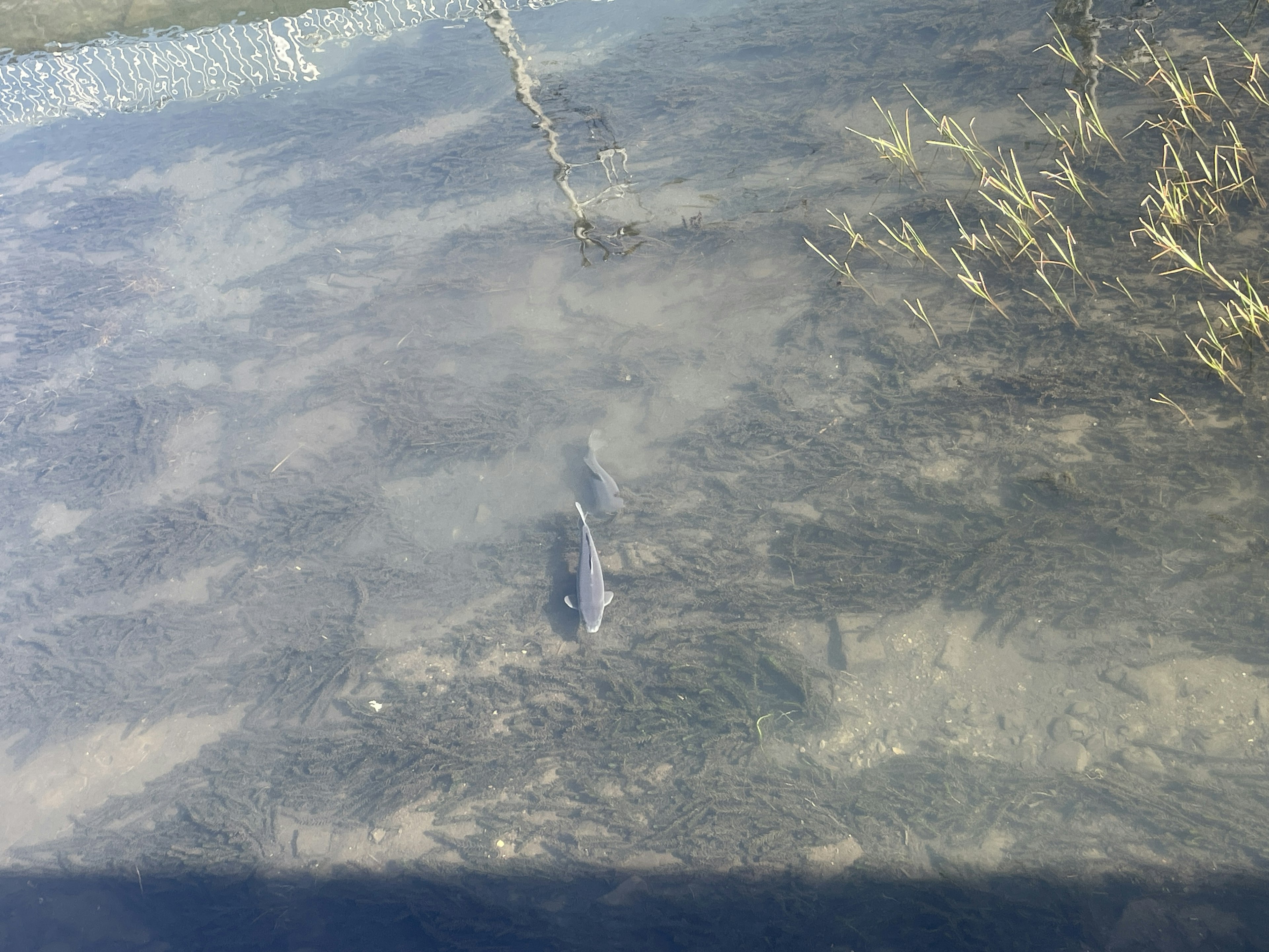 Fish swimming in shallow water with aquatic plants