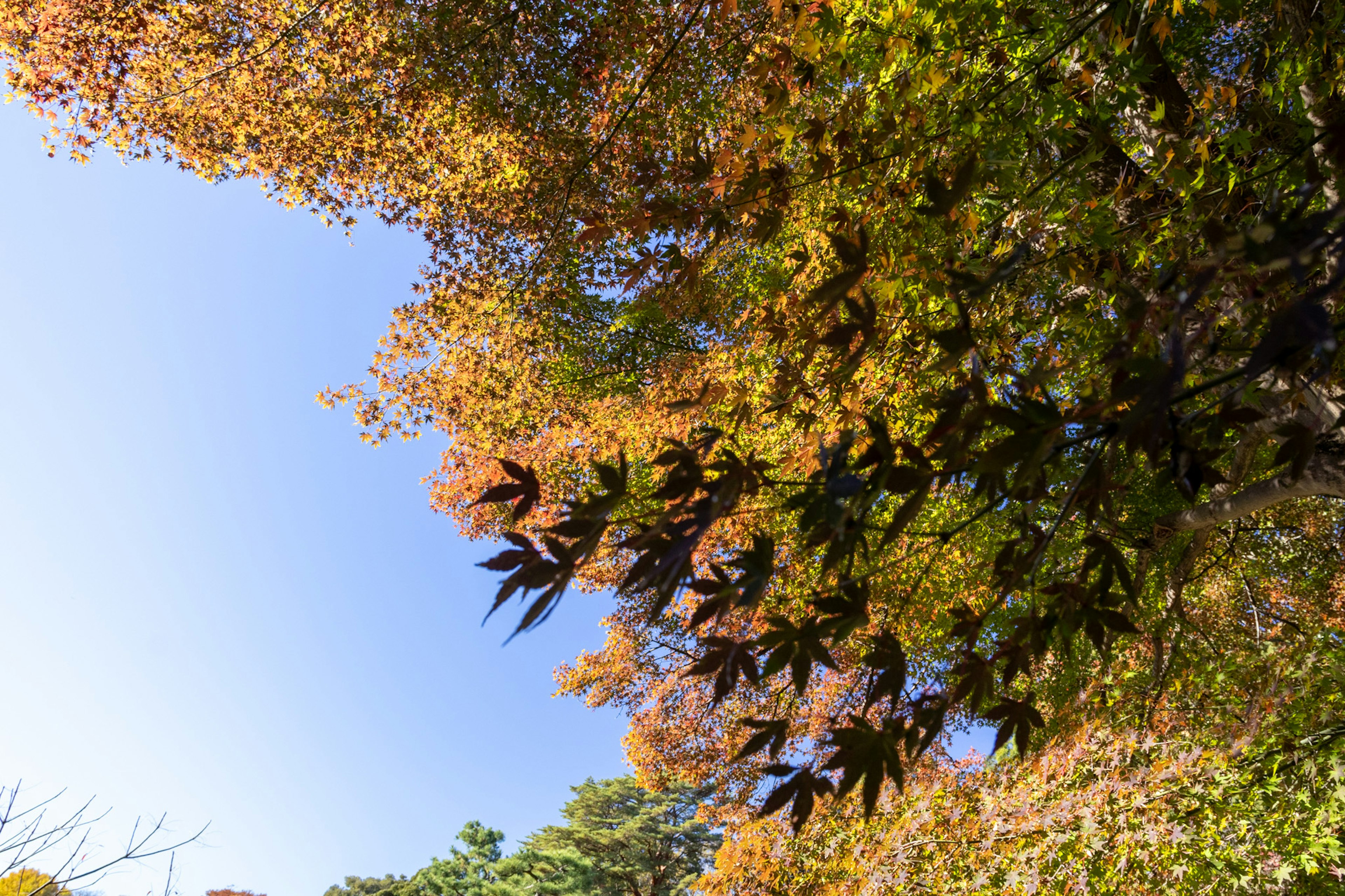 Herbstlaub mit bunten Blättern vor einem blauen Himmel