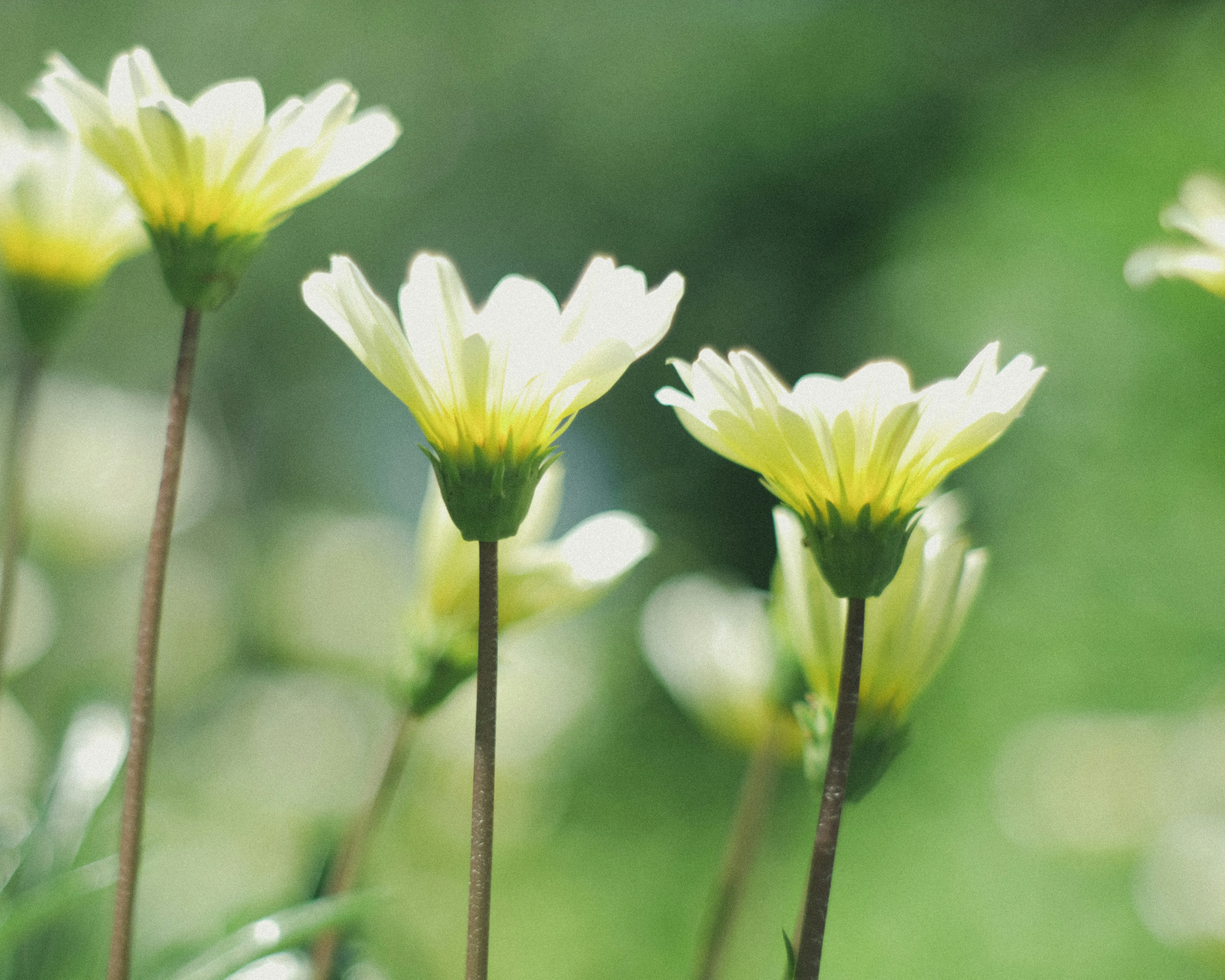 绿背景上的白花特写