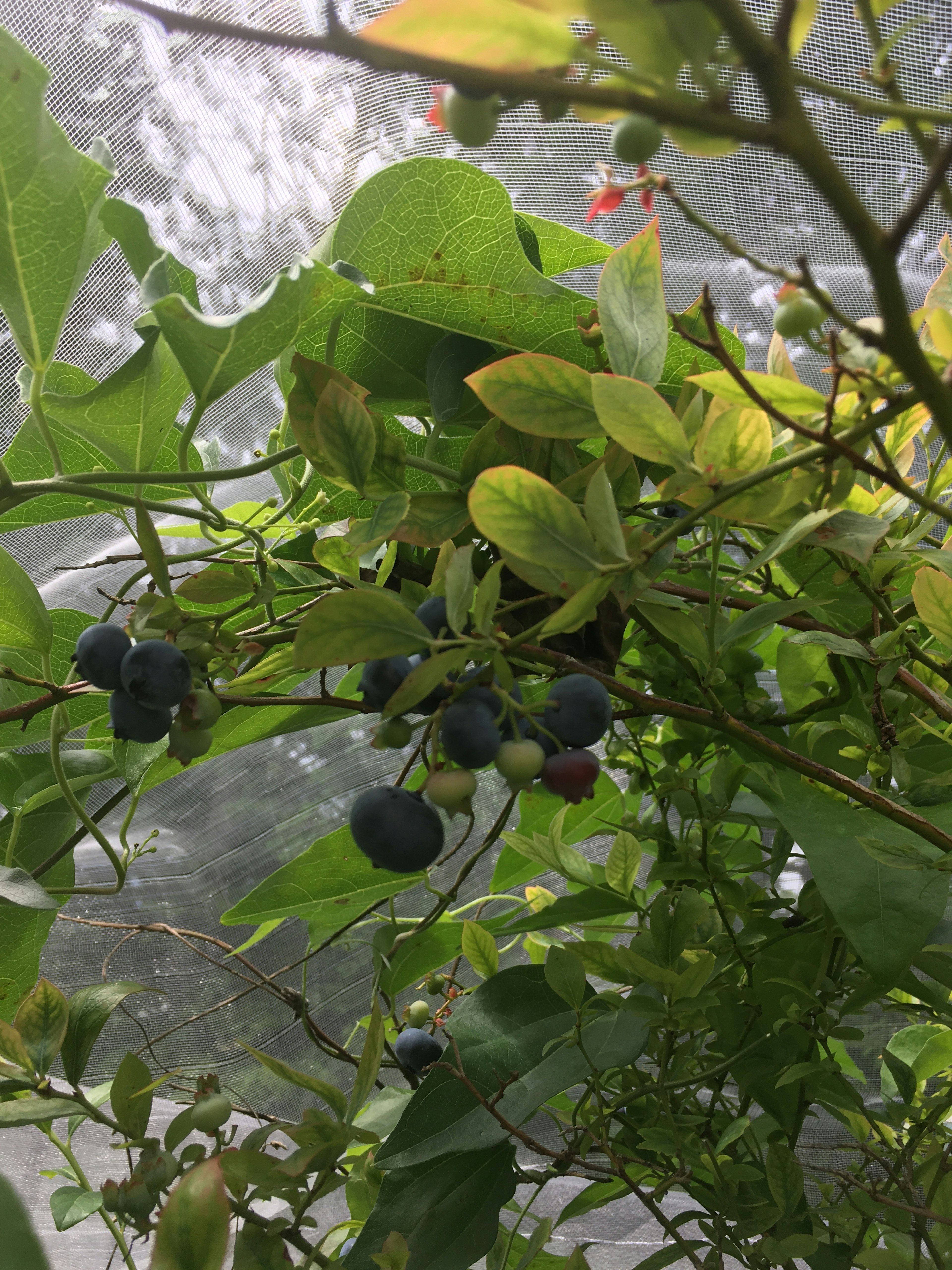 Blueberry plant with ripe and unripe berries and green leaves