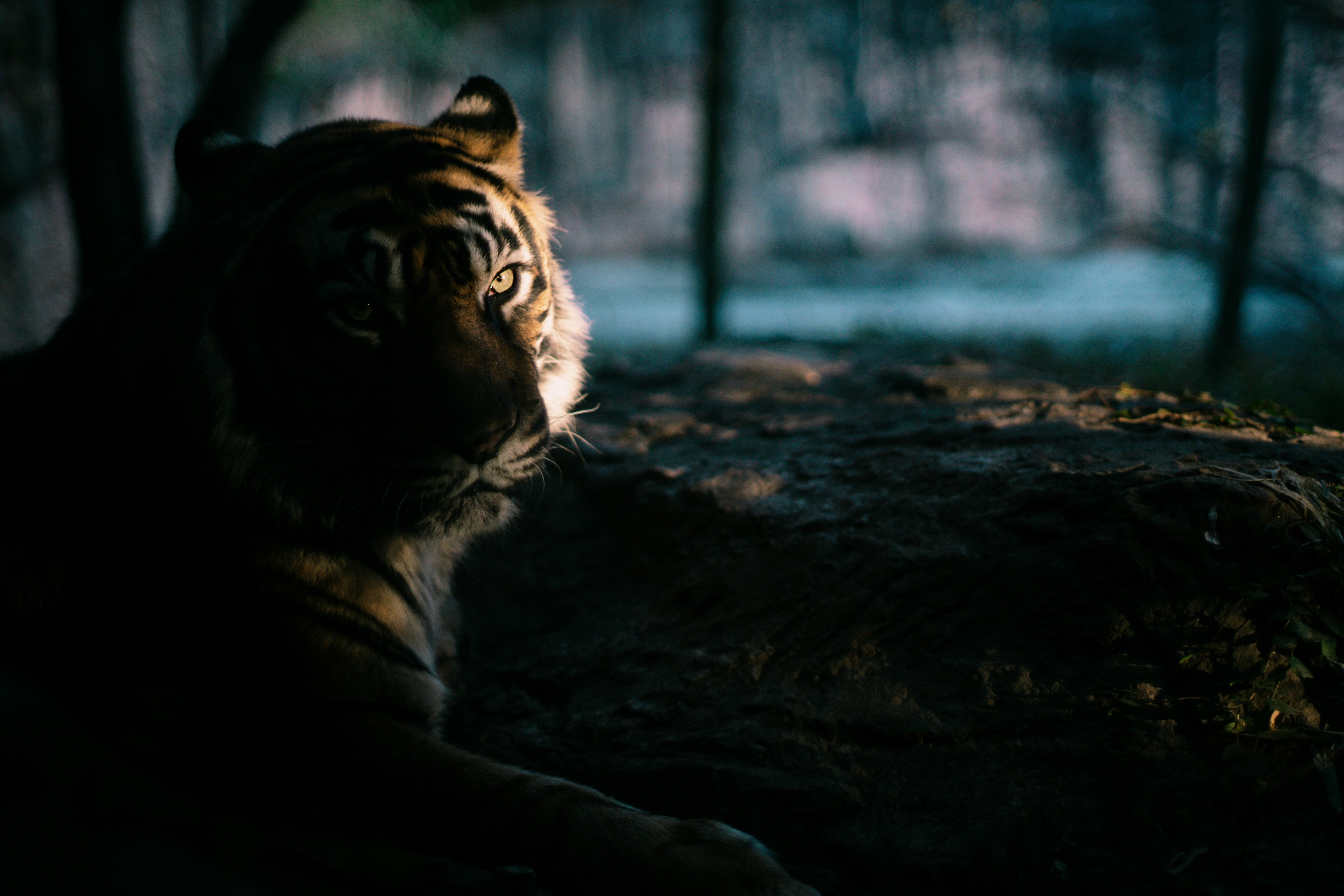 Profil latéral d'un tigre reposant dans une forêt sombre