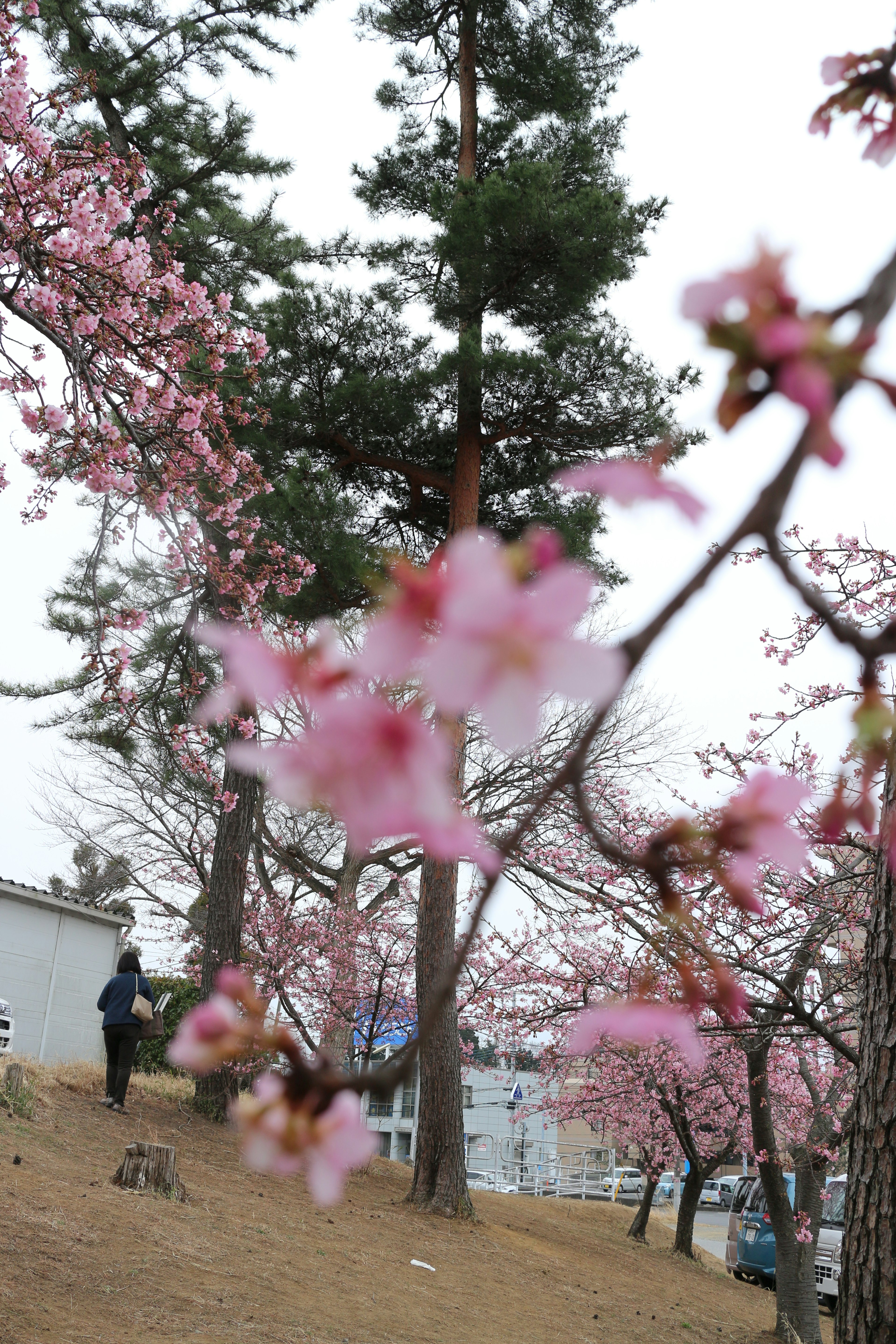 Cherry blossoms in bloom with a pine tree in the background