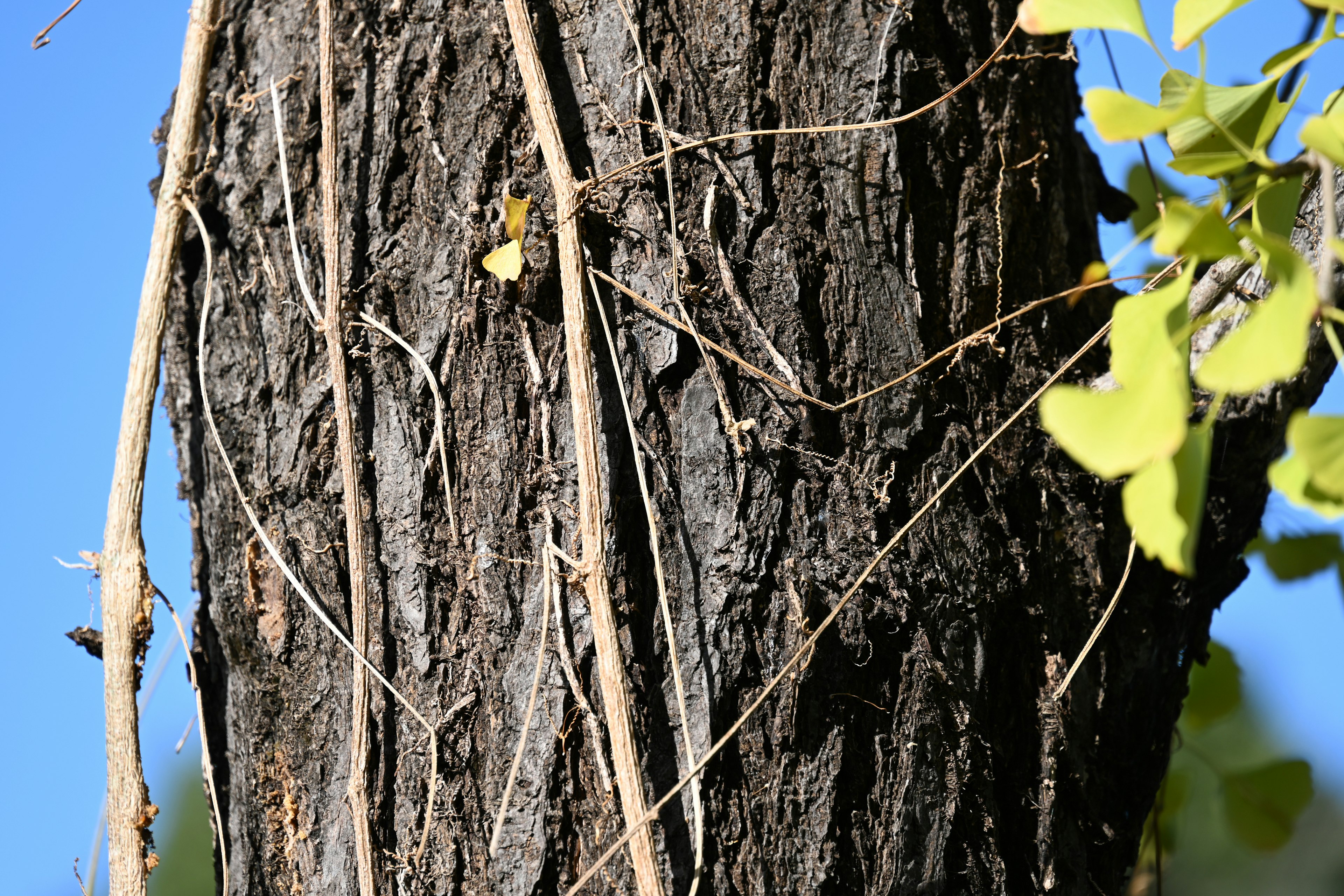 Fusto d'albero con viti rampicanti e sfondo di cielo blu