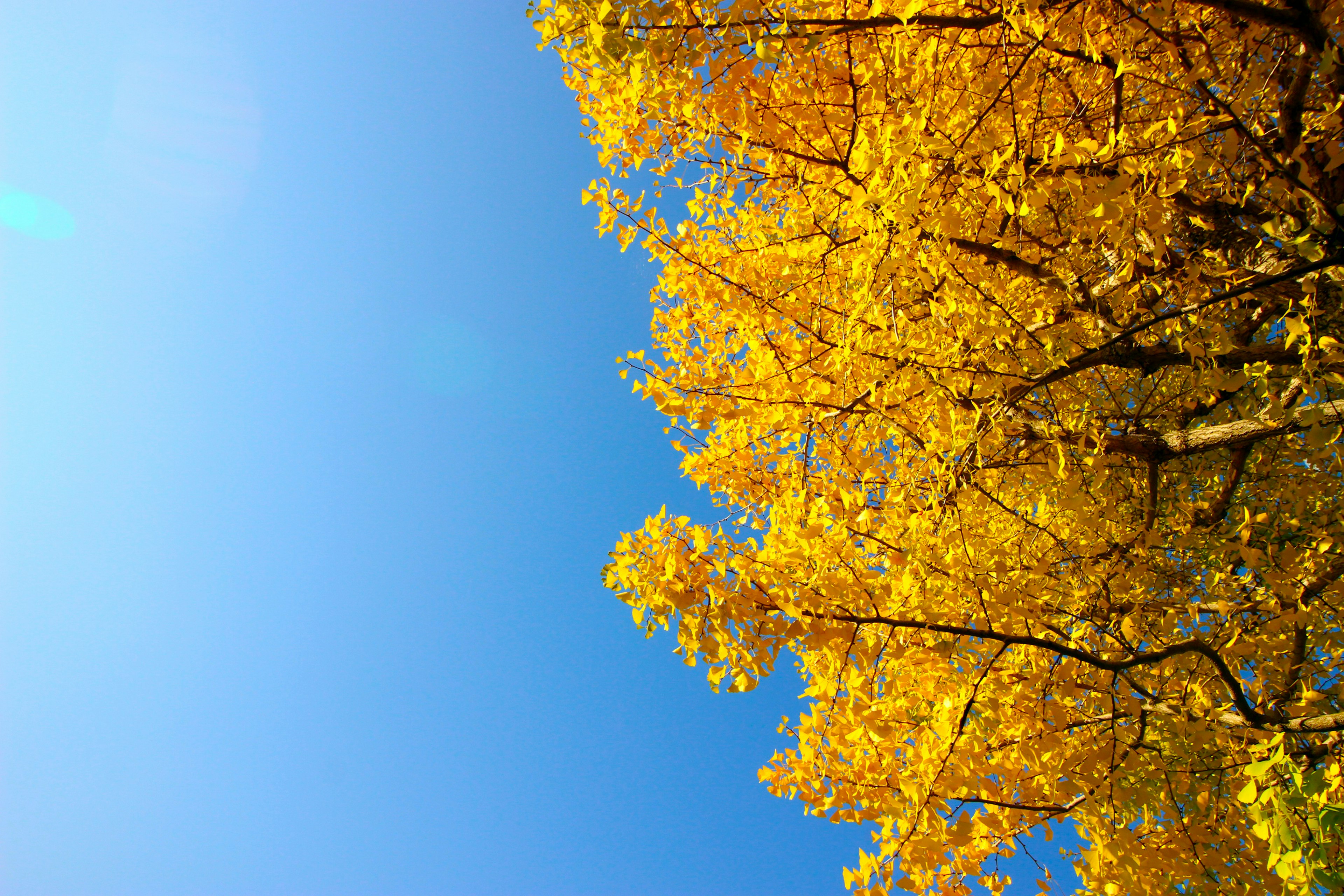 Lebendige gelbe Blätter an einem Baum vor einem klaren blauen Himmel