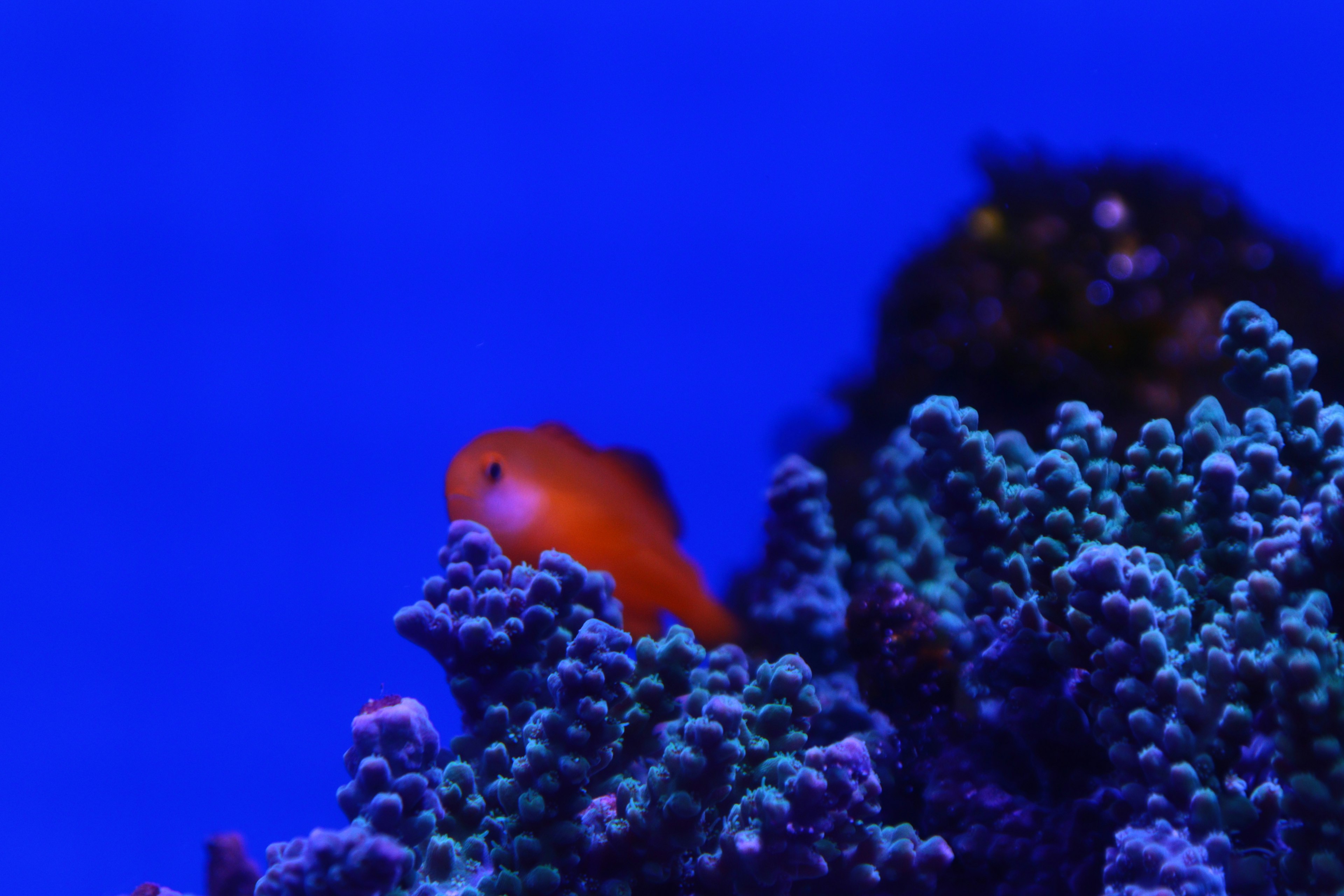 Contrast of an orange fish against blue background with coral