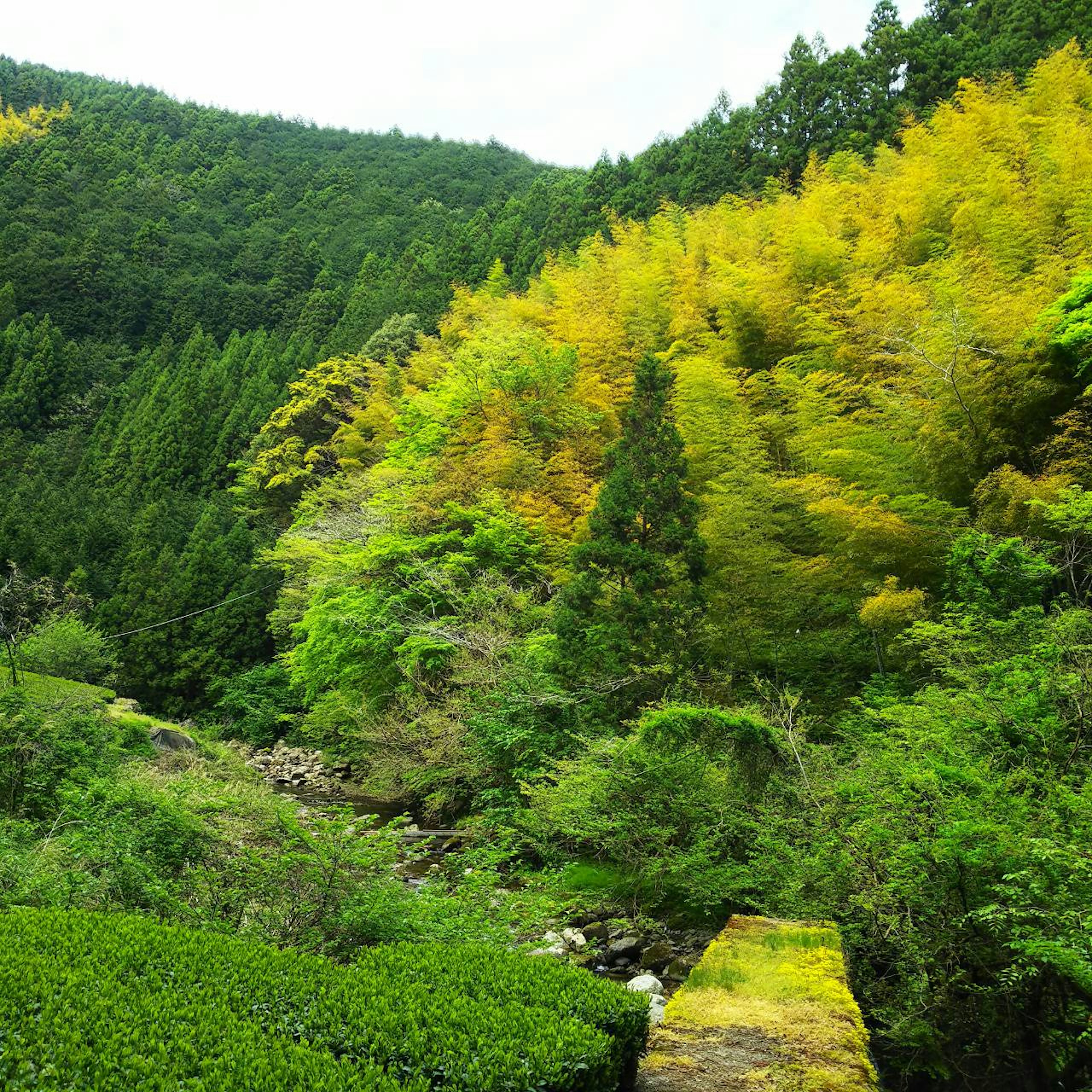 緑豊かな山々と黄色の木々が印象的な風景