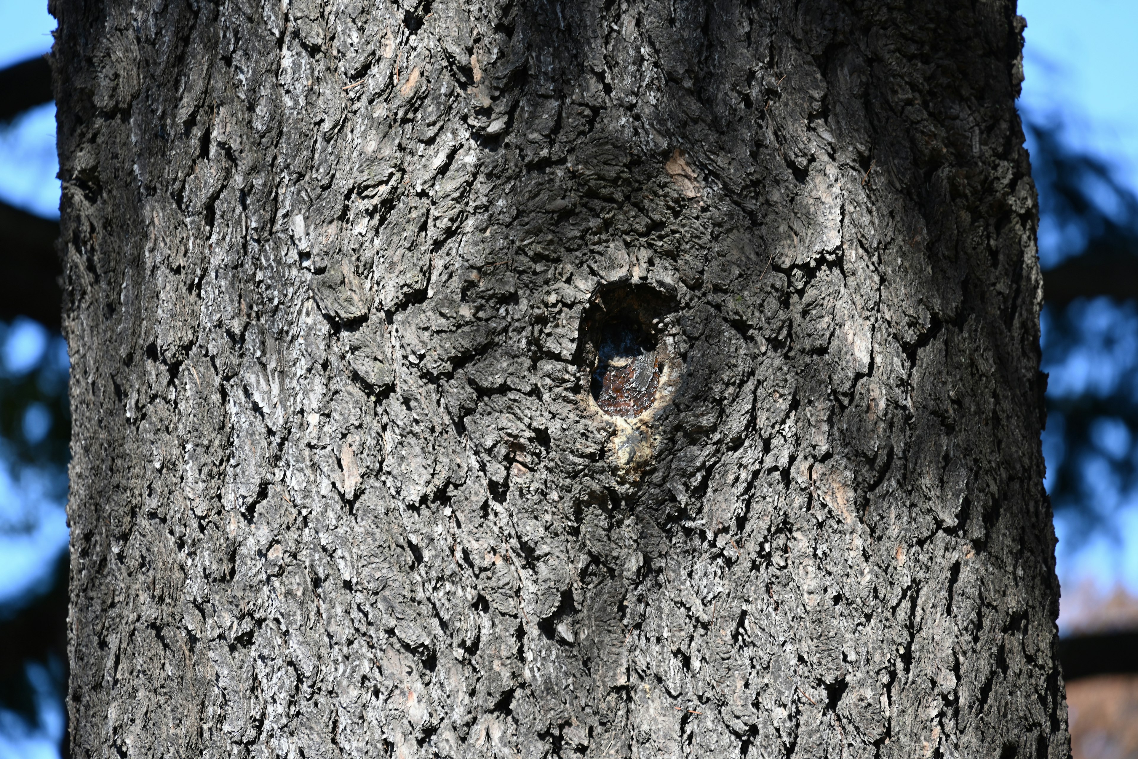 Un trou dans l'écorce d'un arbre avec des ombres projetées sur sa surface