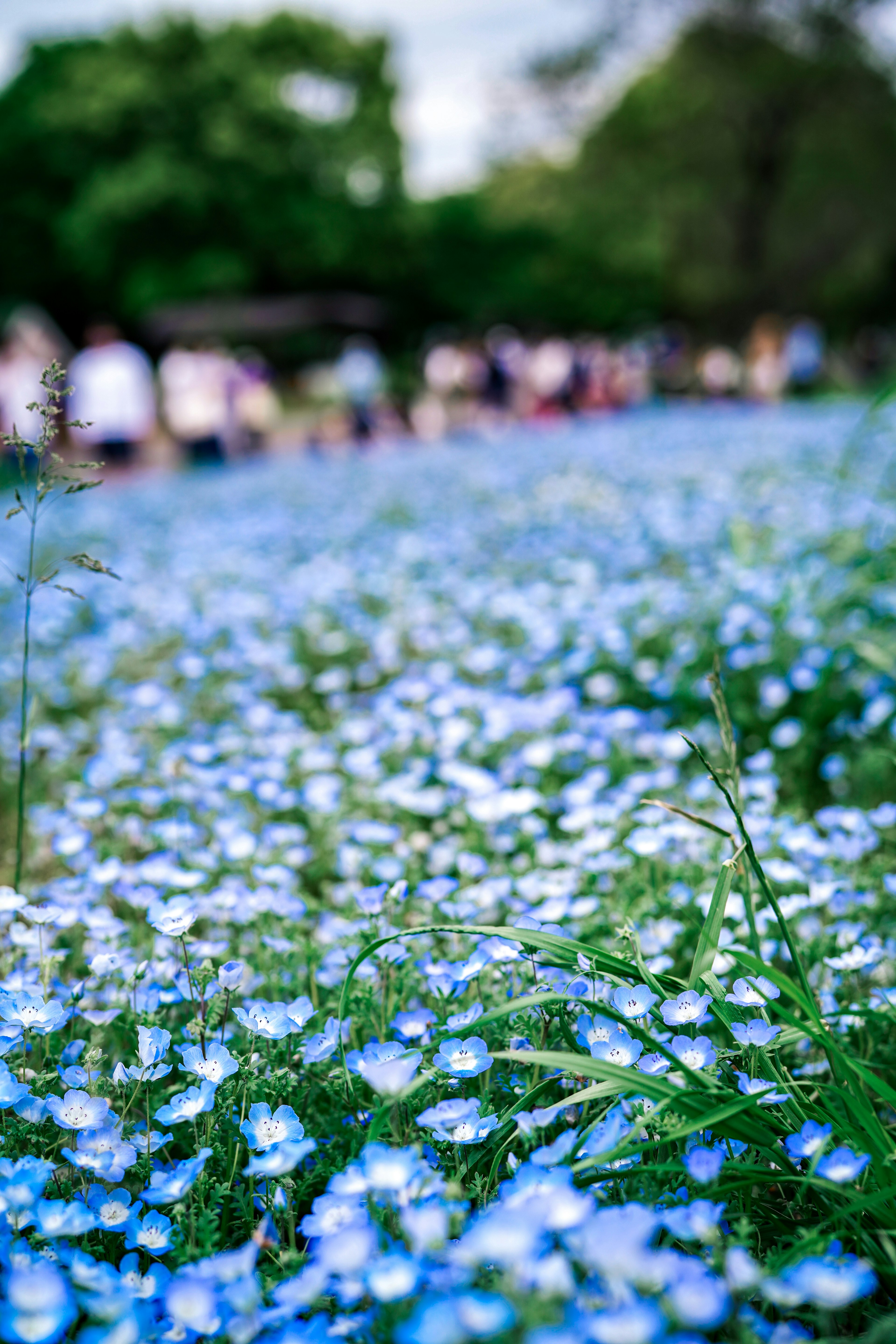 青い花が咲き誇る風景と背景に人々がいる