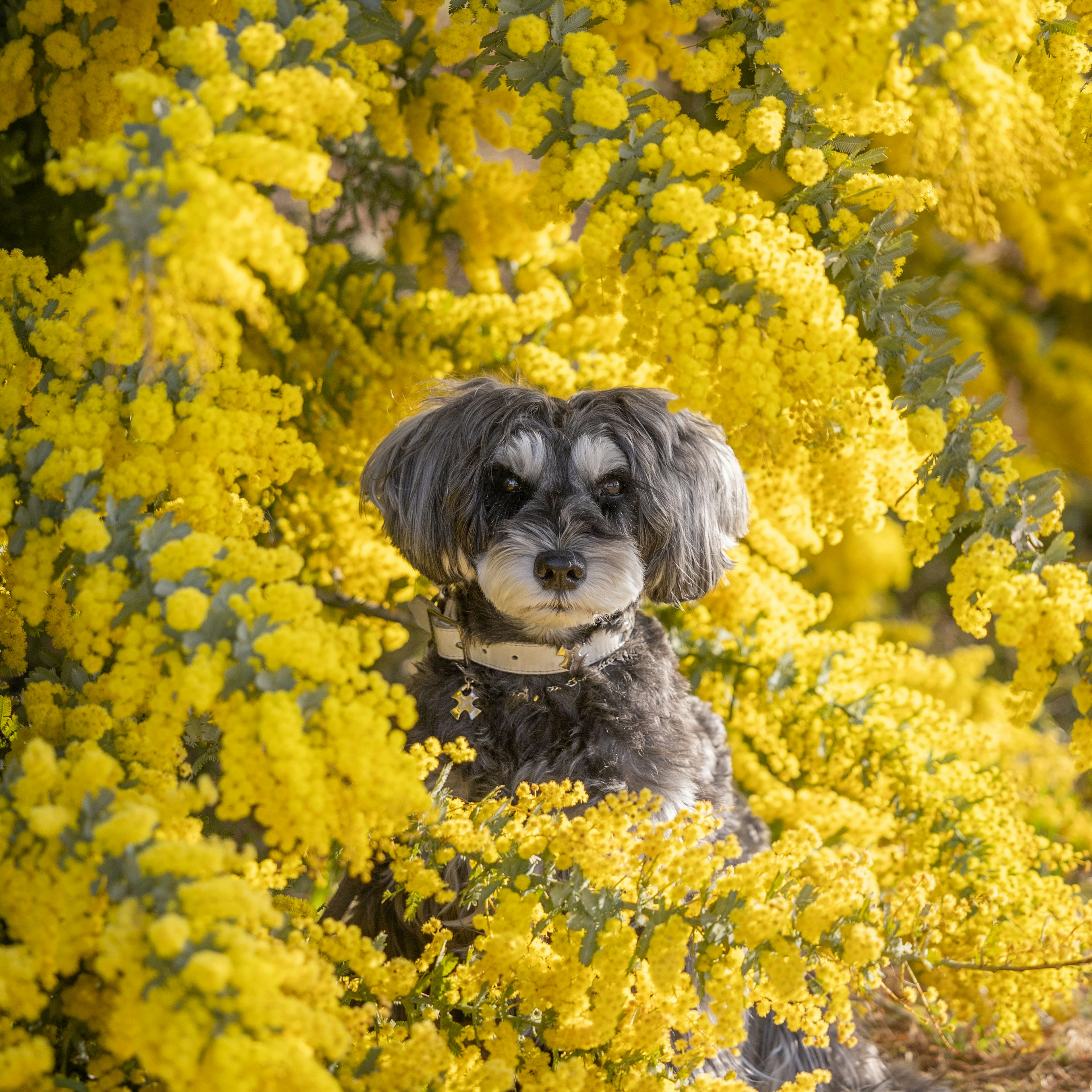 Chien entouré de fleurs jaunes vives