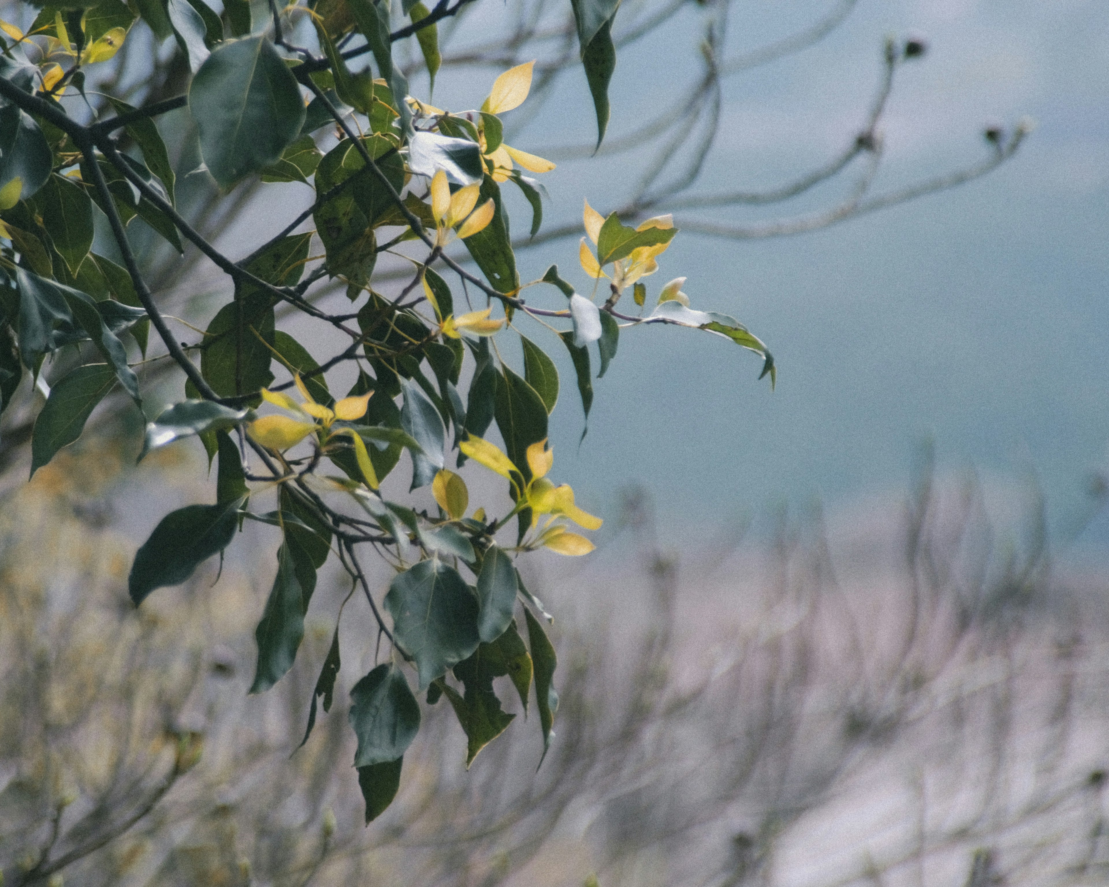 Gros plan sur des branches d'arbre avec des feuilles vertes et des fleurs jaunes arrière-plan flou