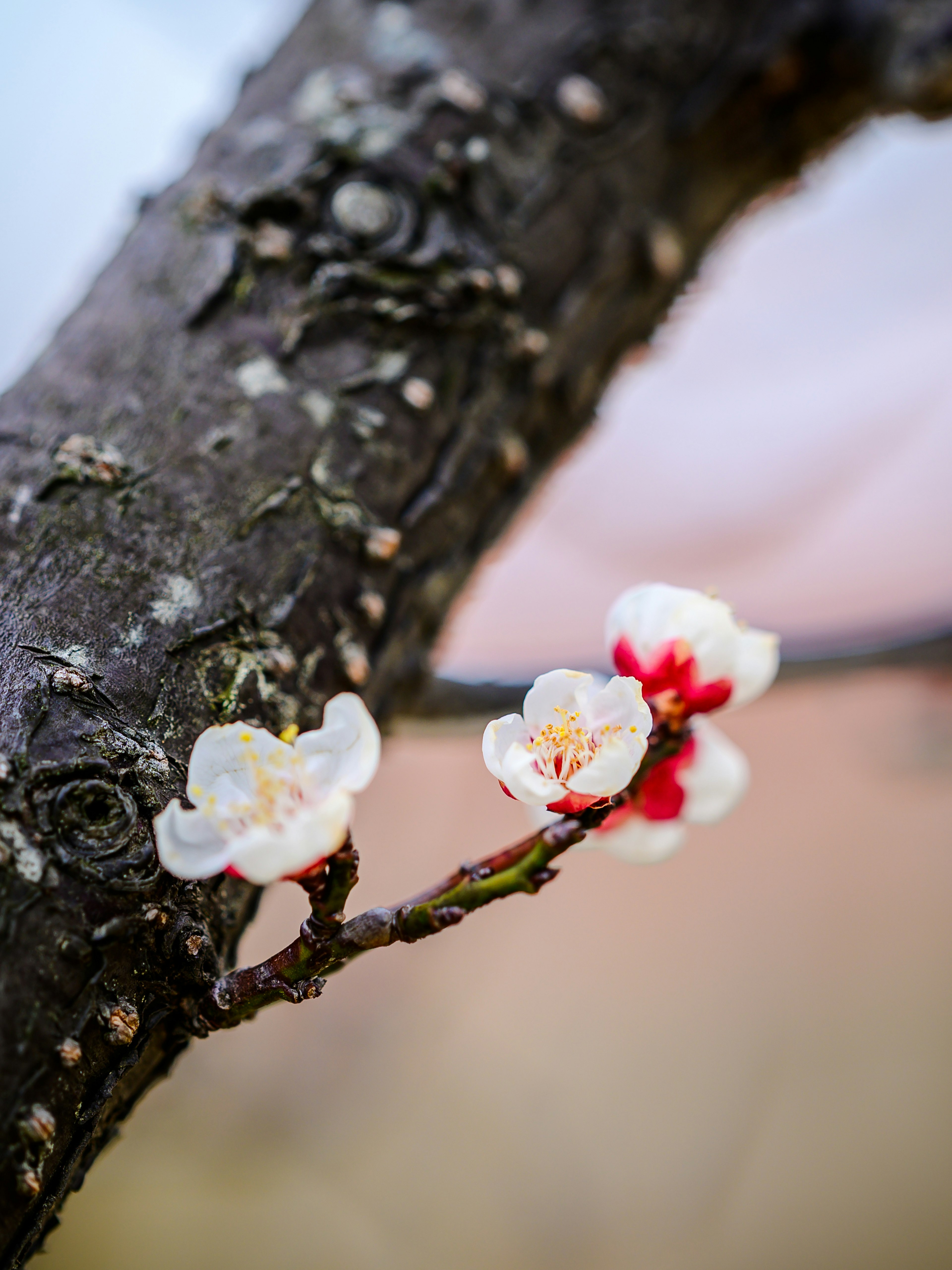 桜の花が咲いている枝のクローズアップ