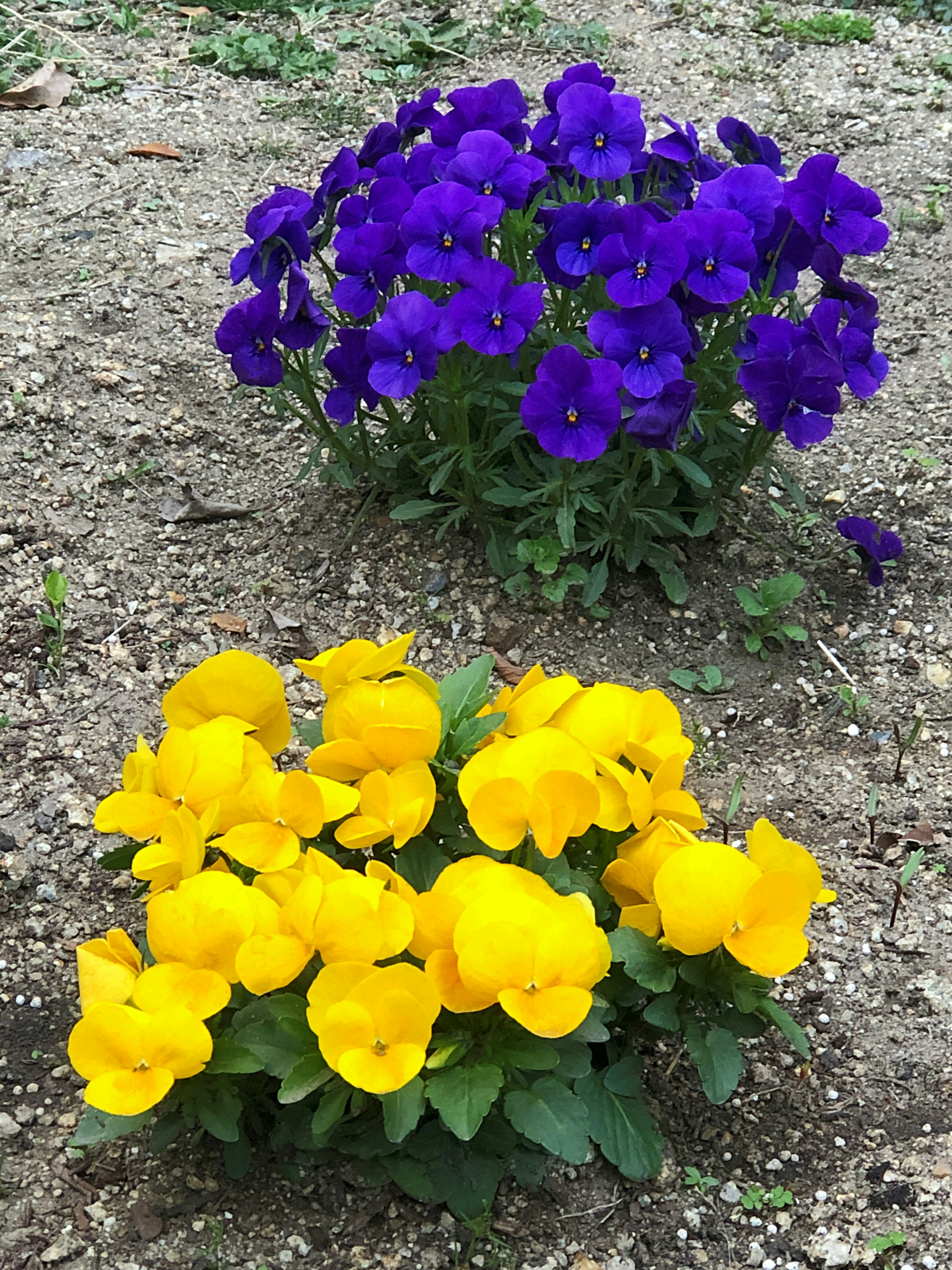 Purple and yellow pansies blooming in a garden bed