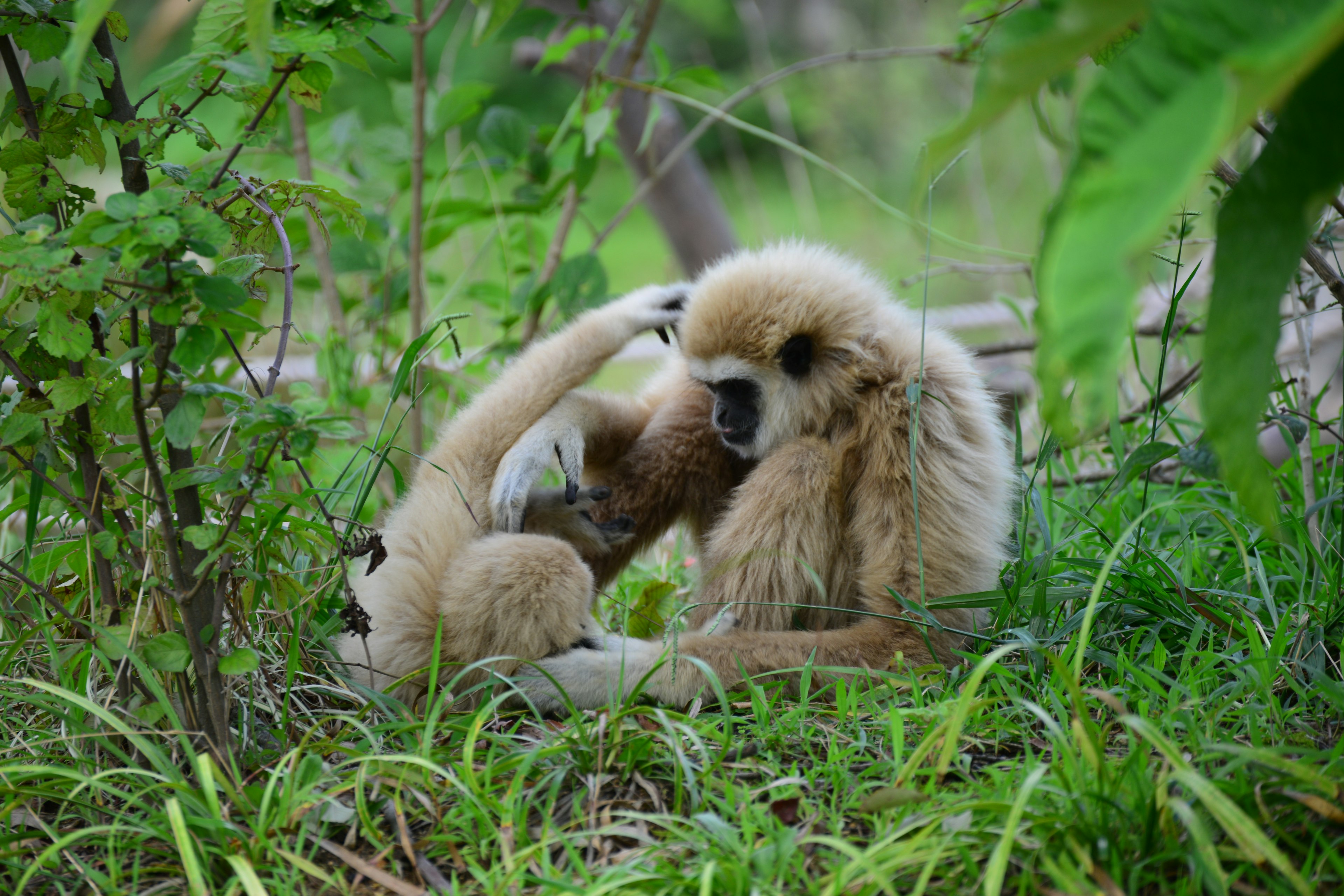 Two gibbon babies playing among the trees