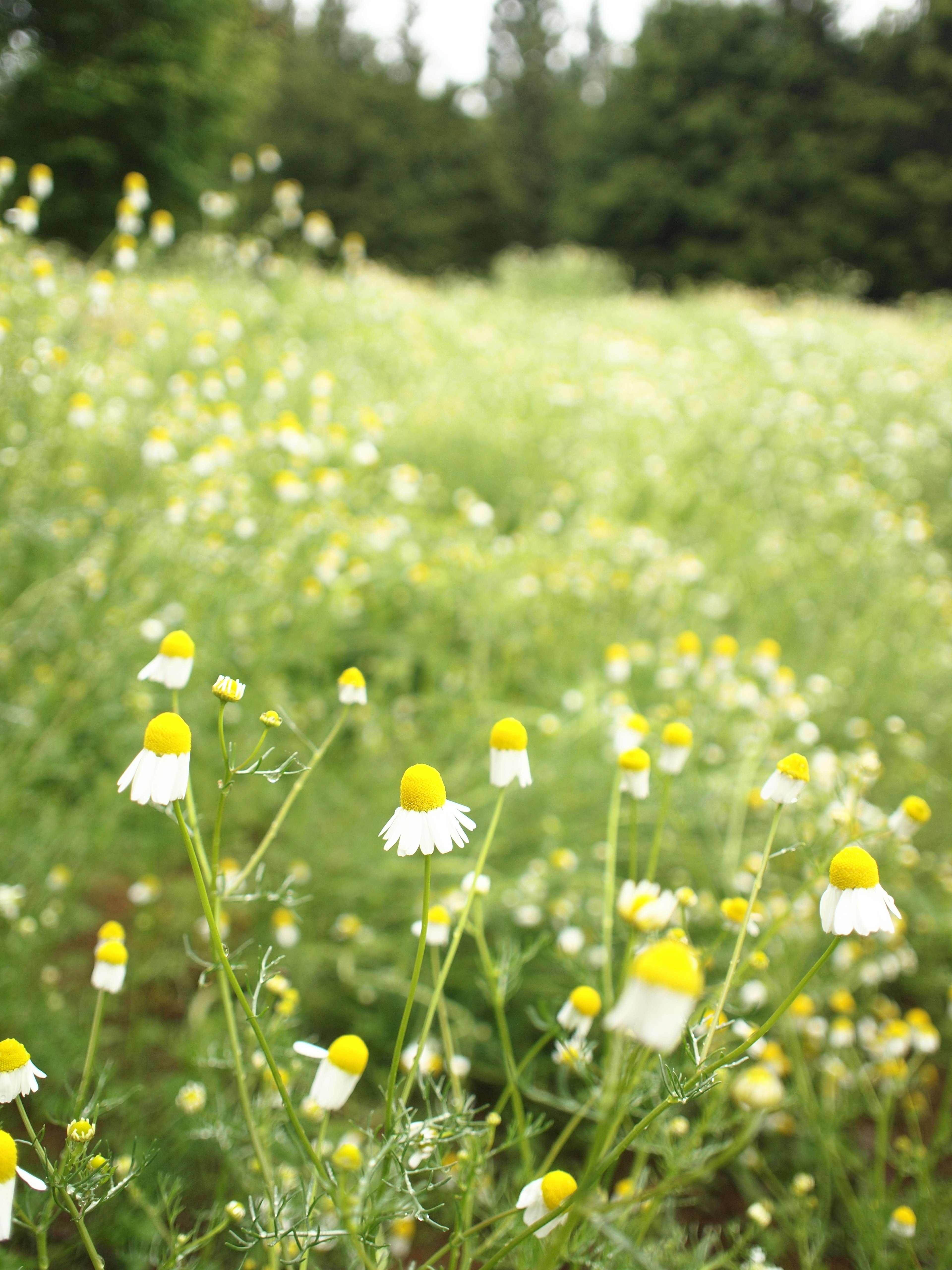 Un prado verde lleno de flores blancas con centros amarillos