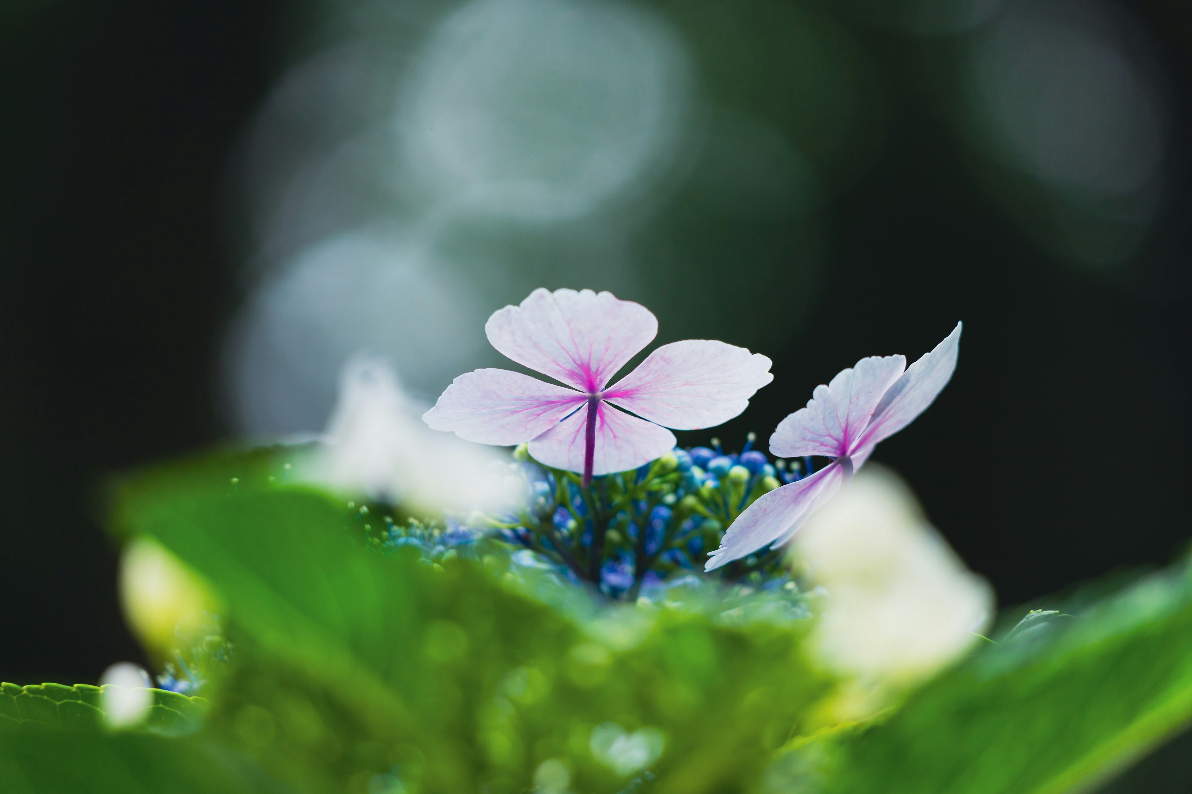 Bunga hydrangea muncul di antara daun hijau dengan latar belakang bokeh lembut