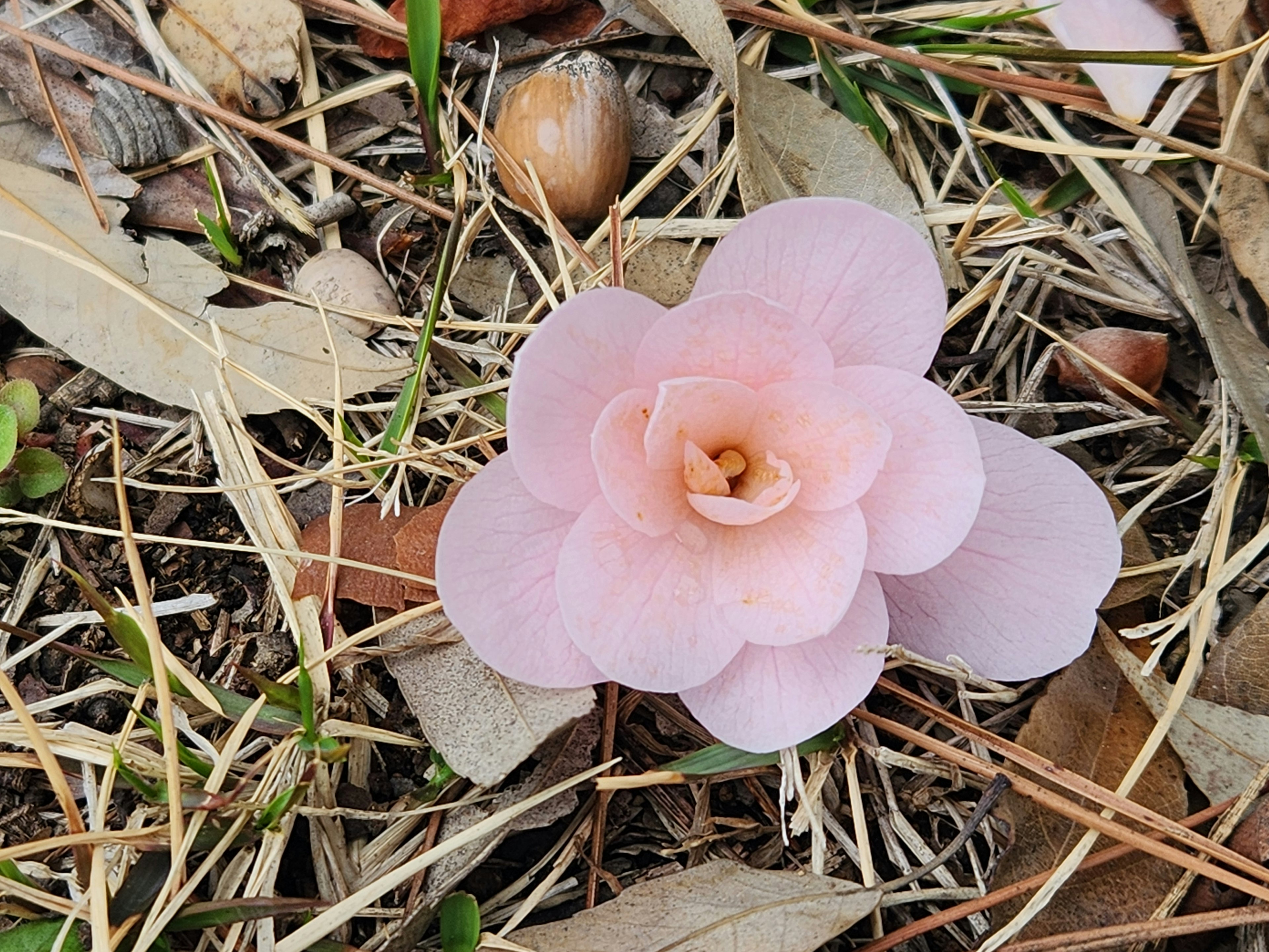 一朵淡粉色的花 resting 在草和樹葉之間