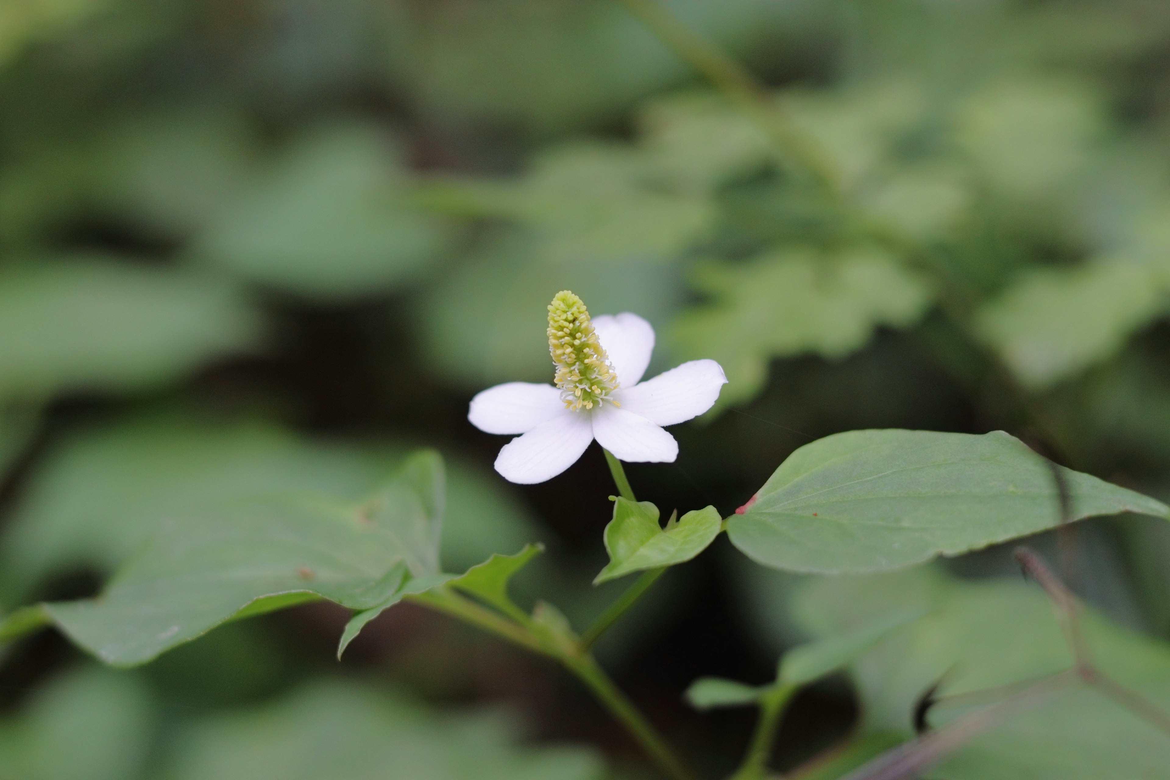 Nahaufnahme einer weißen Blume mit grünen Blättern